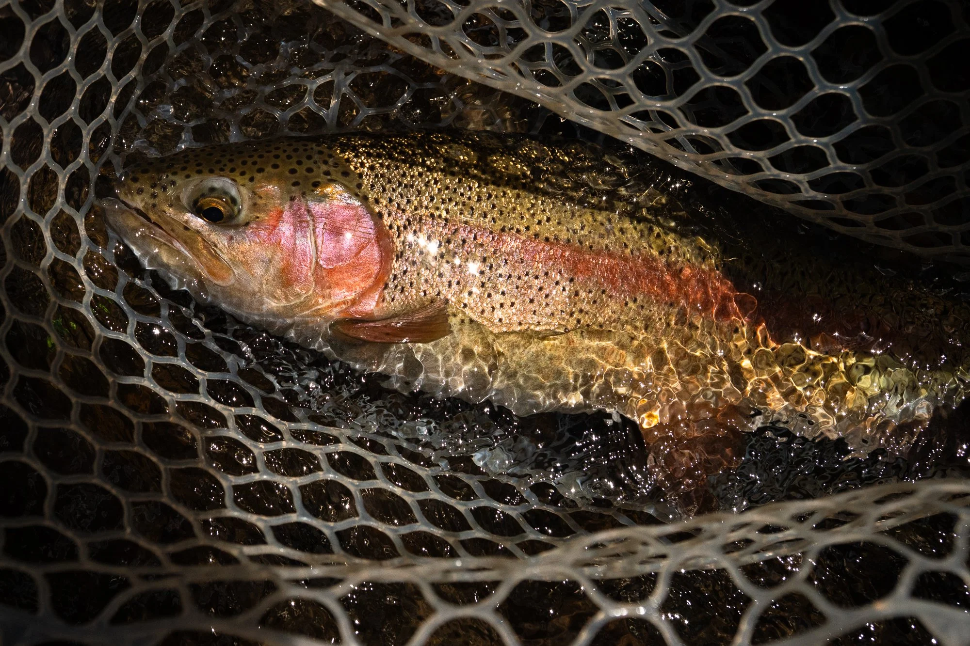 A trout rests in a landing net in shallow water during a fly fishing trip