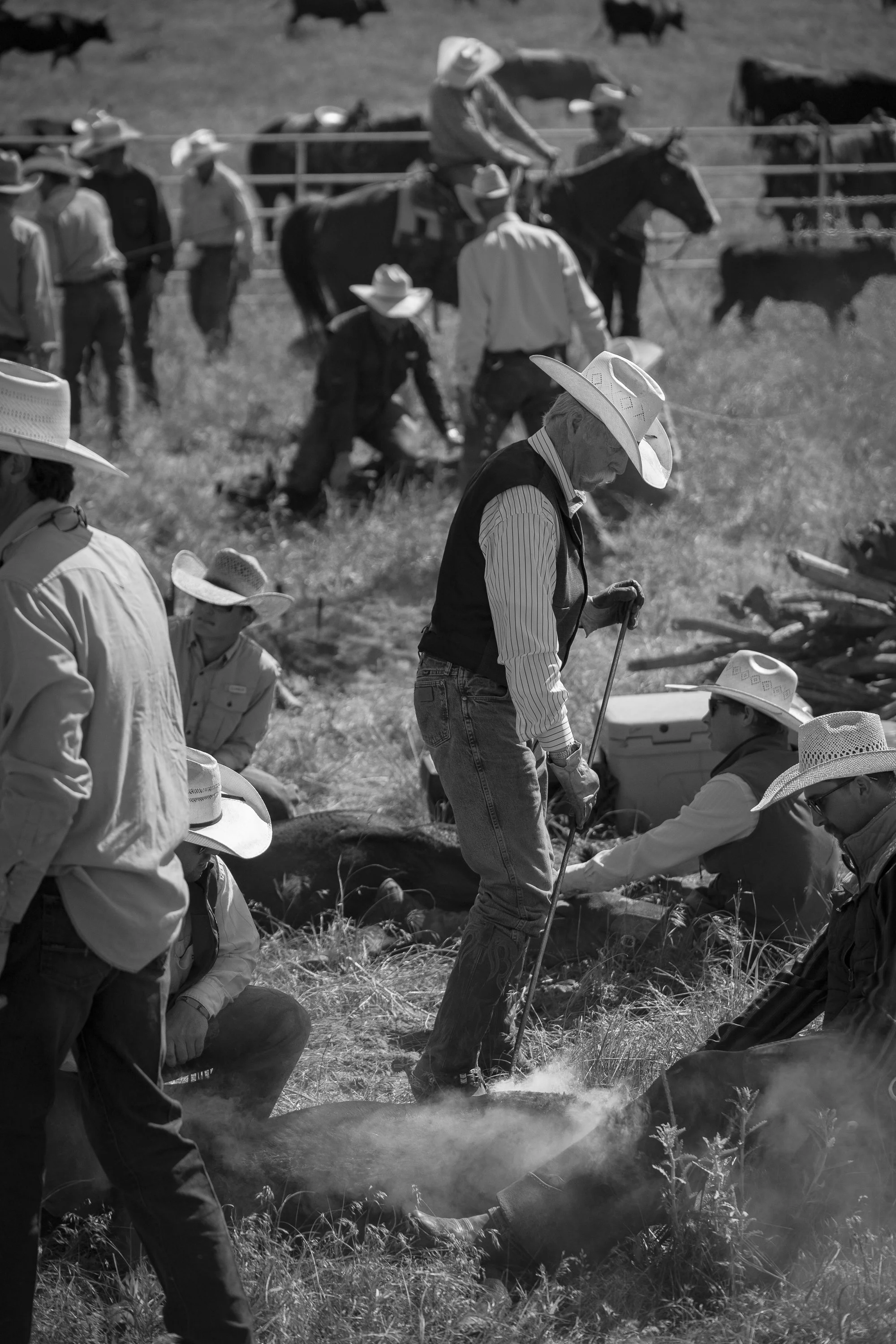 Cowboys gathered in a branding circle working calves during branding at Haythorn Ranch.