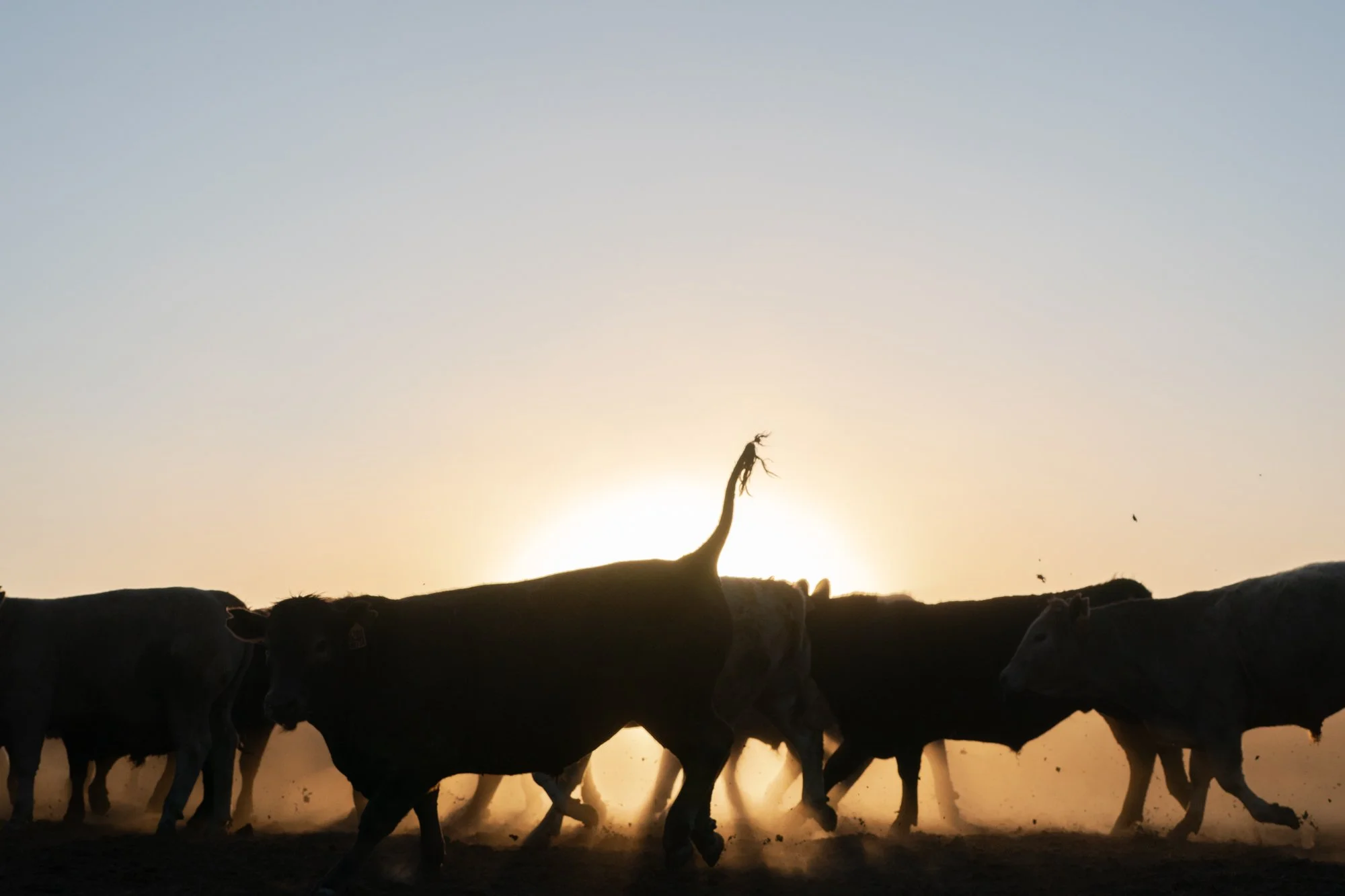 Cattle move through a dusty pen at sunrise inside Magnum Feedyard in Colorado