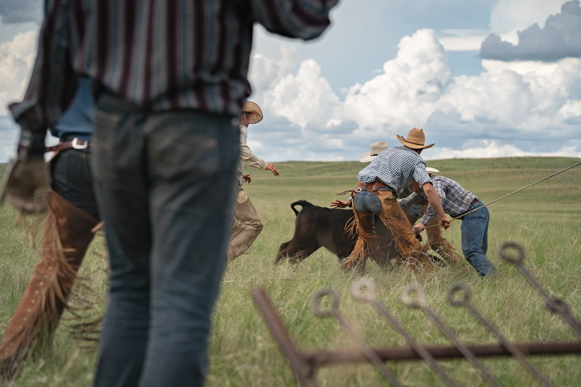 Working cowboys wrestle a calf during branding at Haythorn Ranch in Nebraska.