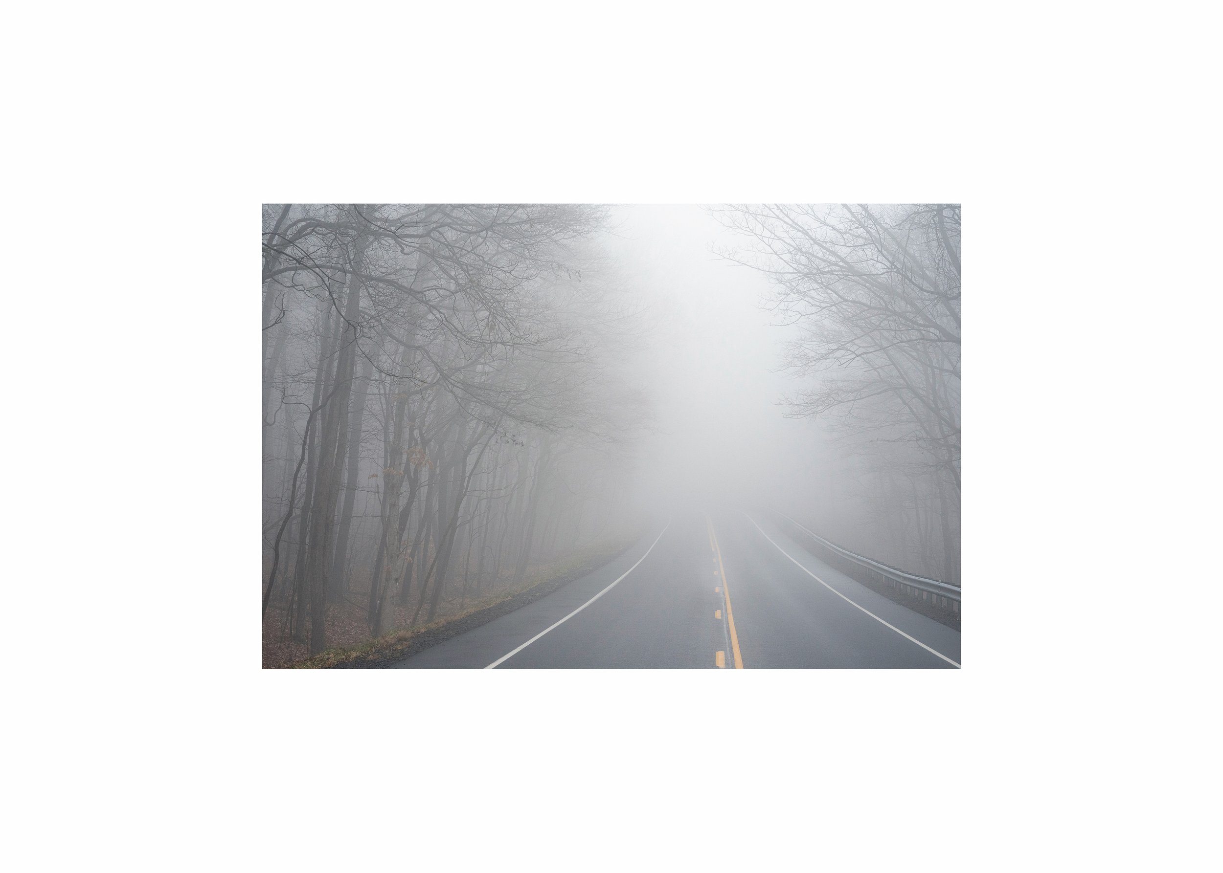 A foggy road through a dense, bare forest in neutral gray and brown tones.
