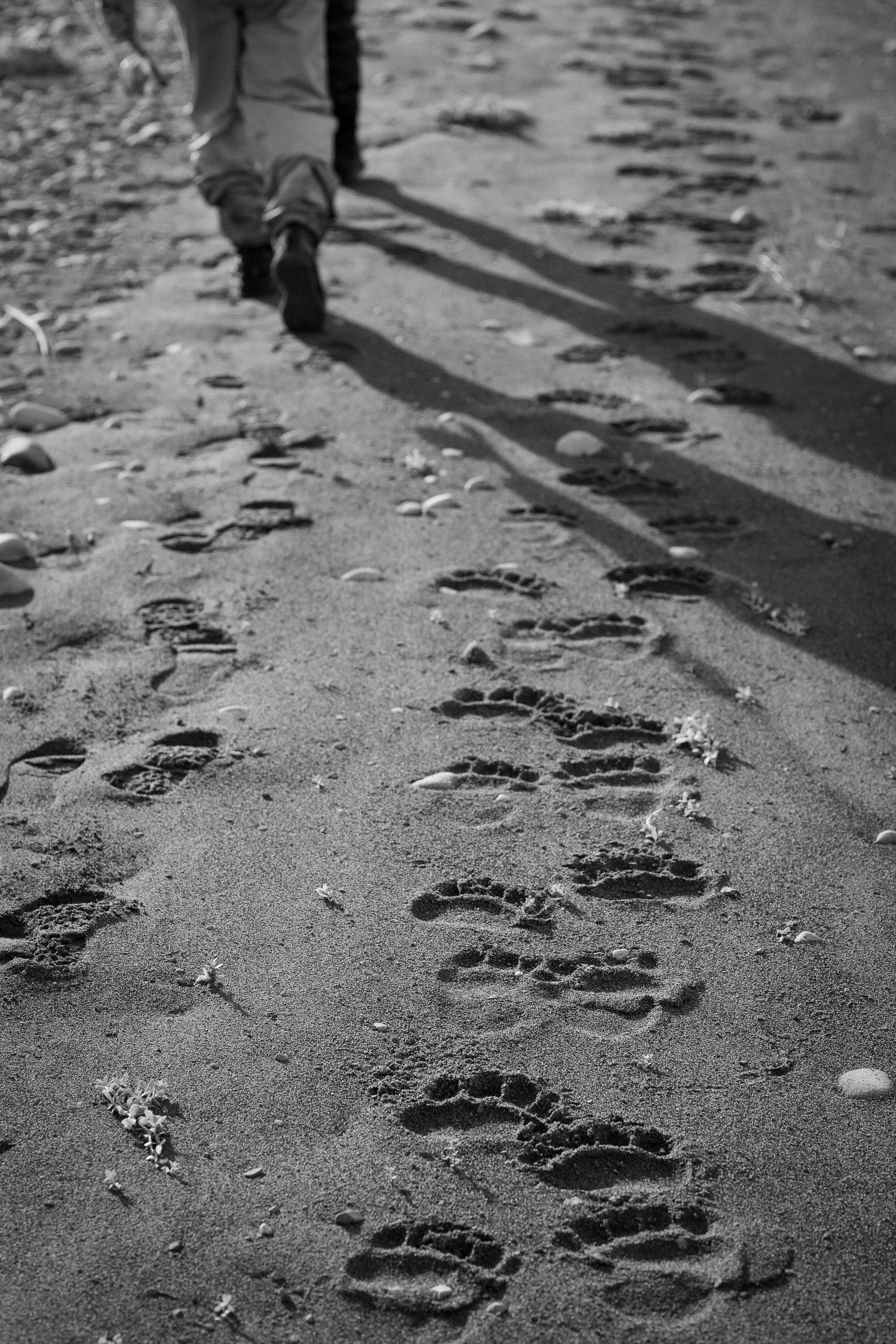 Grizzly bear tracks crossing the sand beside a fisherman
