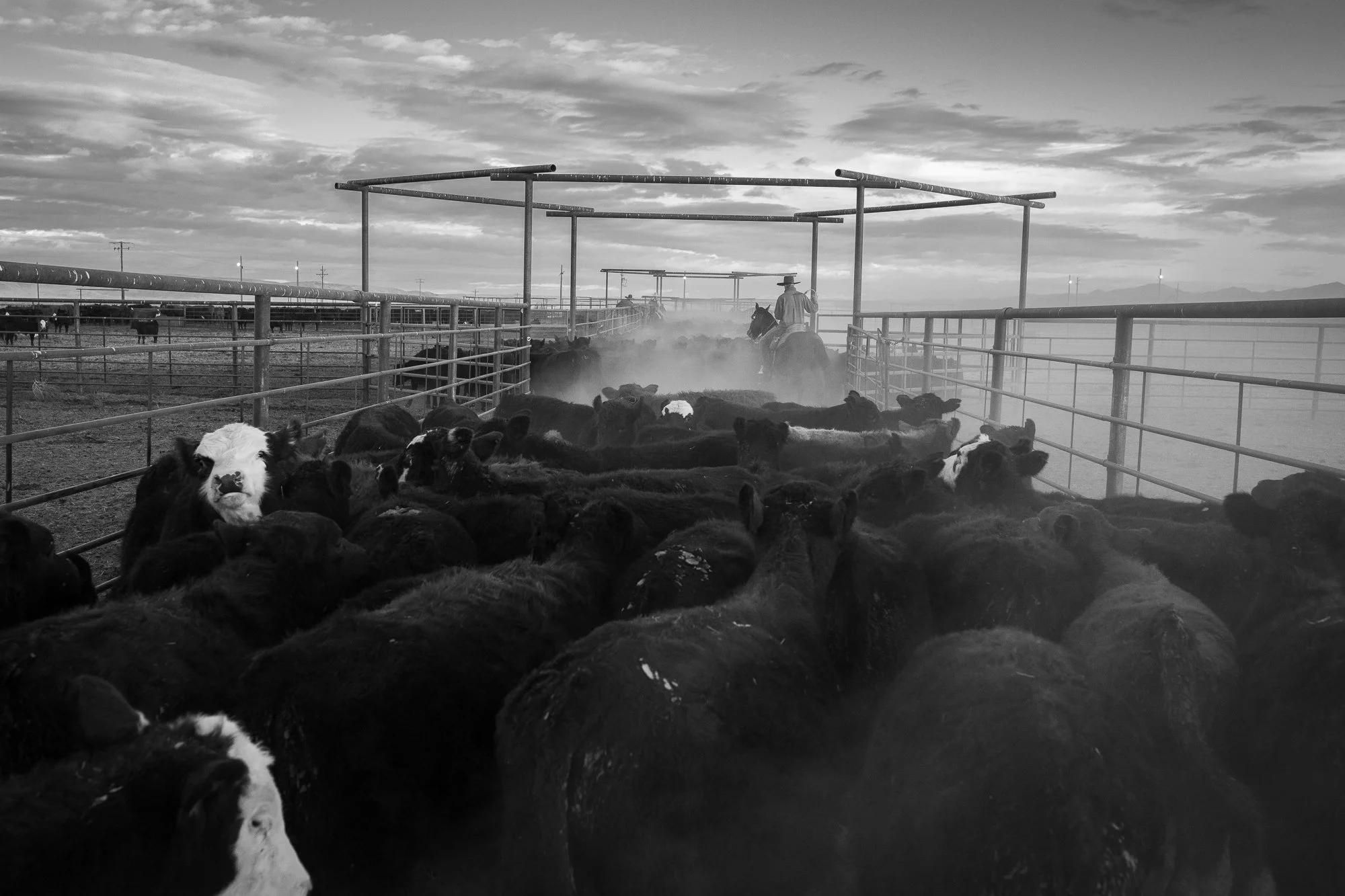Cattle herd moving through ranch pens with cowboy on horseback at TS Ranch