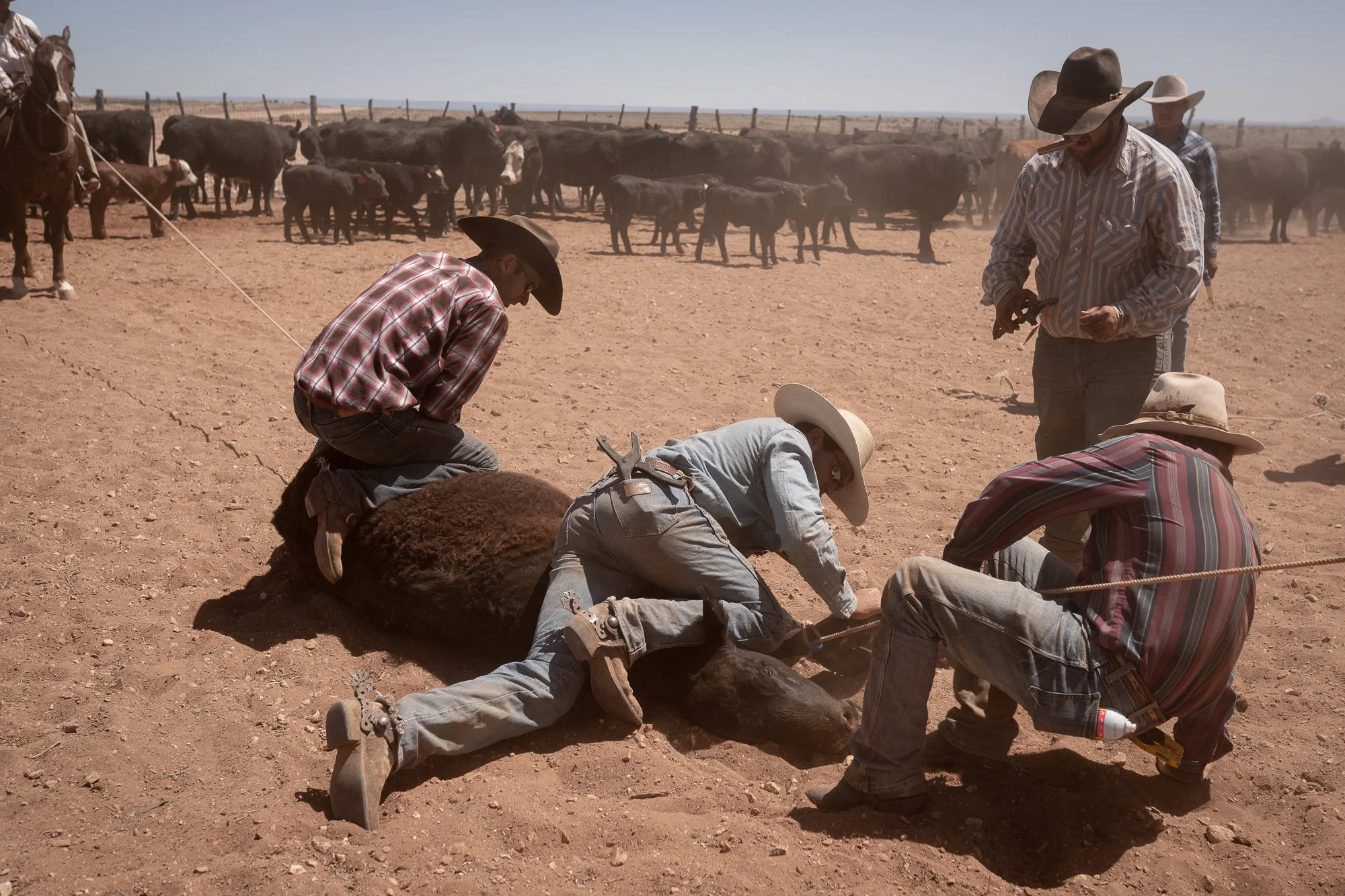 Working cowboys handling a calf on the ground at the Diamond A Ranch