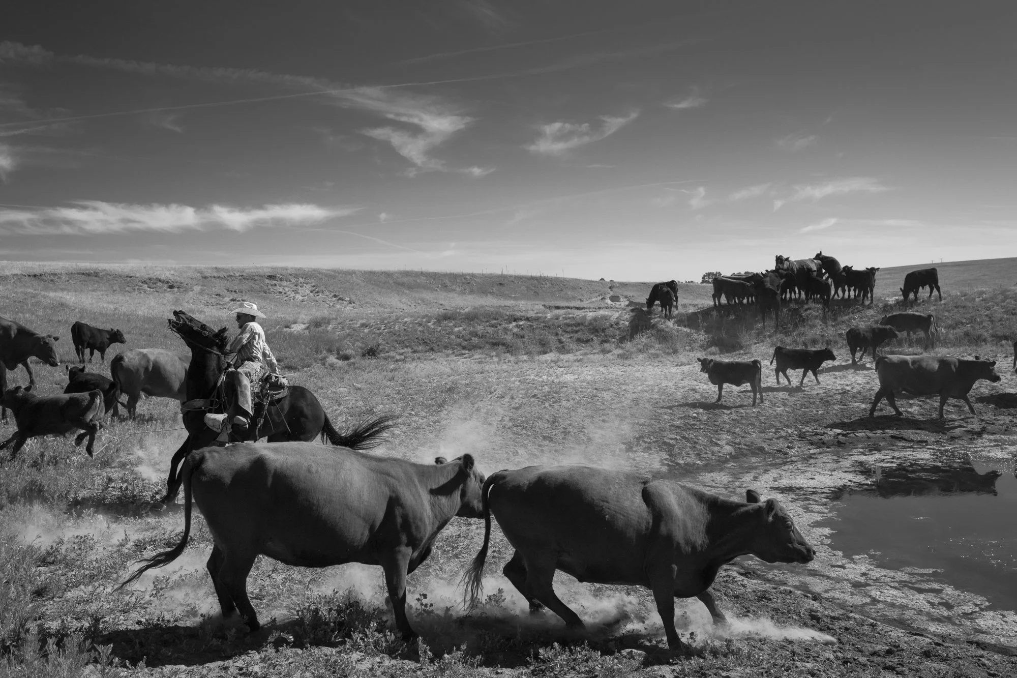A cowboy rides beside cattle gathered near a stock pond at Silver Spur Ranch in Colorado