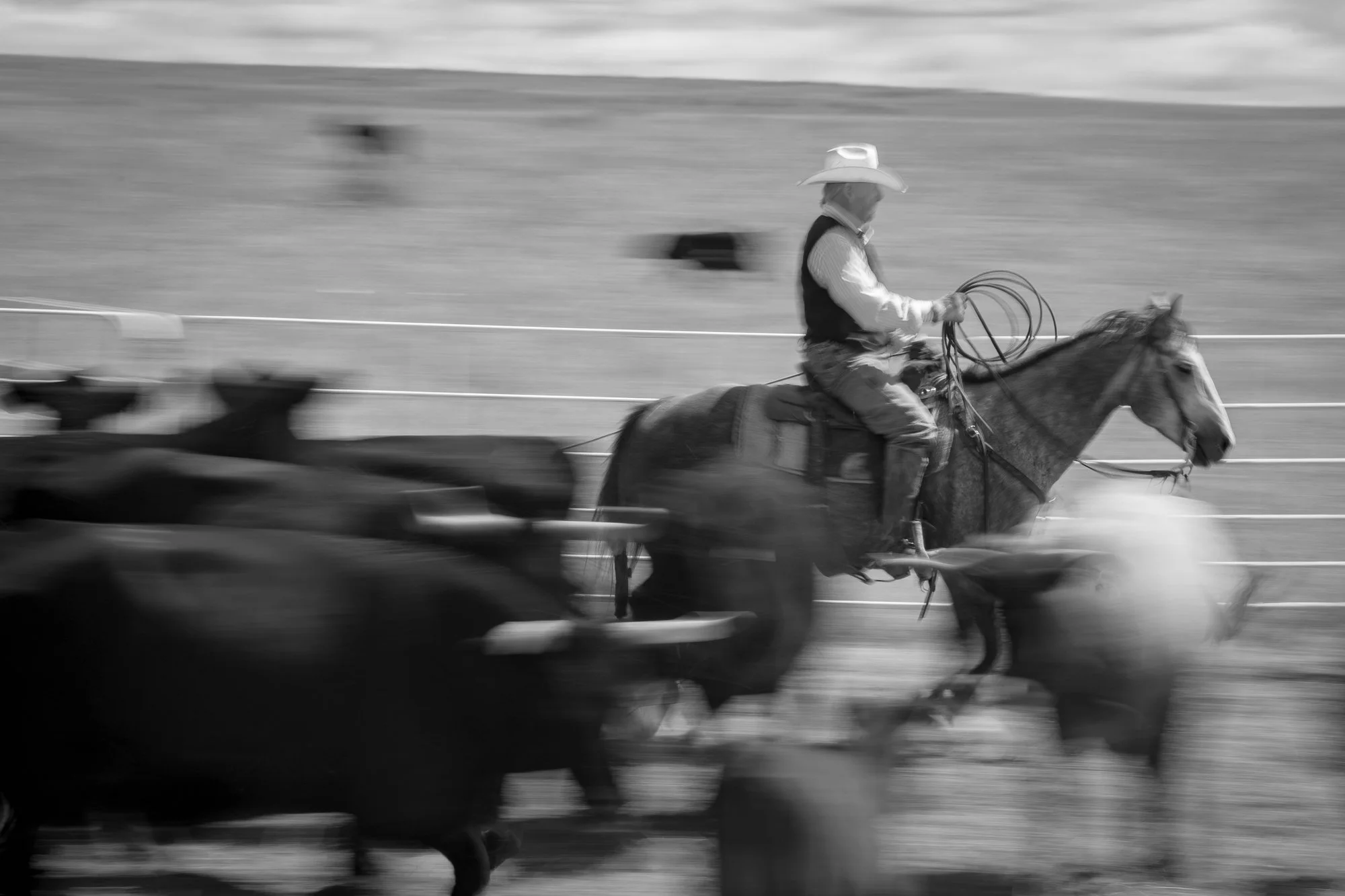 Craig Haythorn dragging a calf through the herd to the branding fire