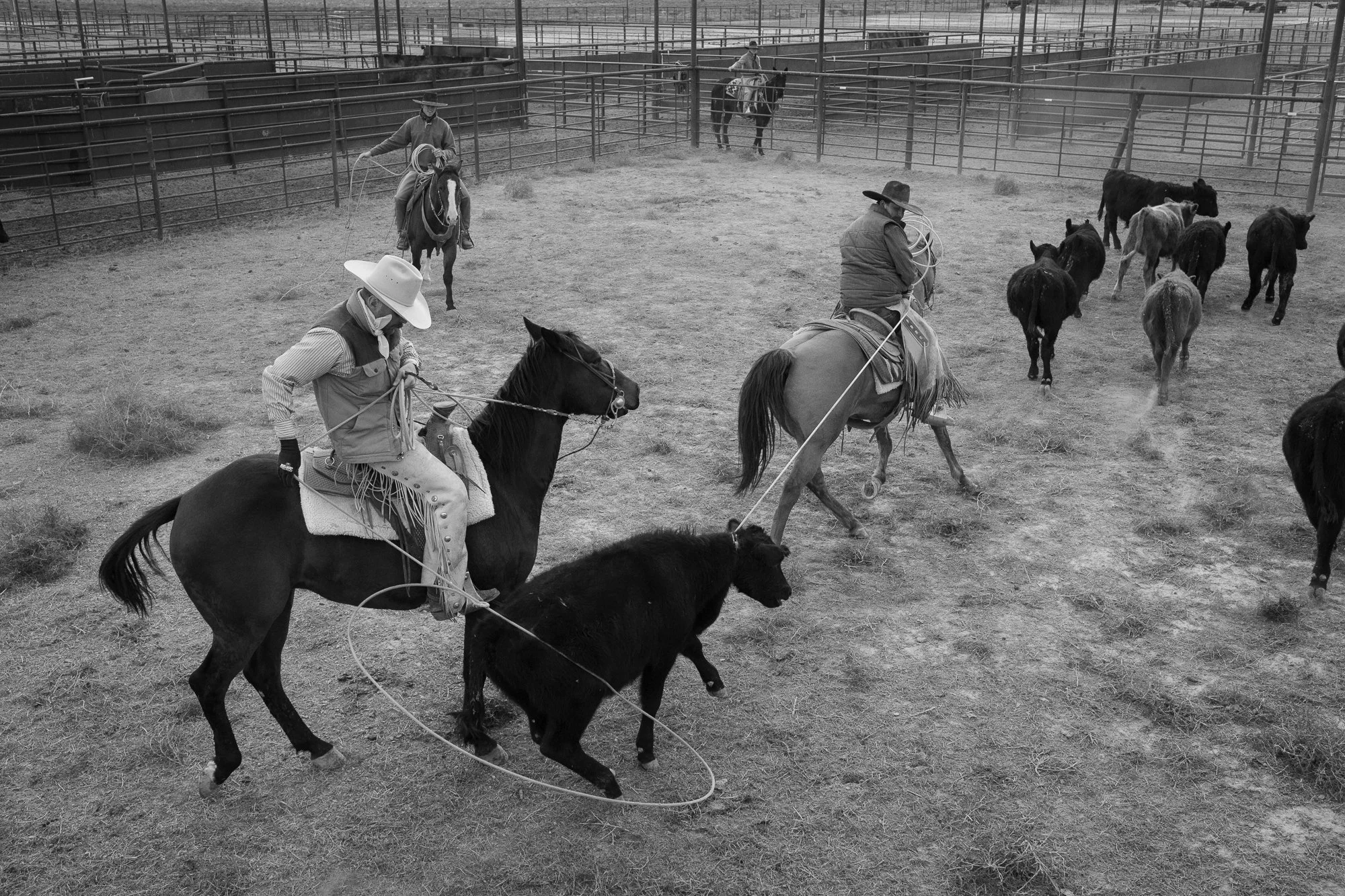 Cowboy roping calf in cattle pens during ranch work at TS Ranch