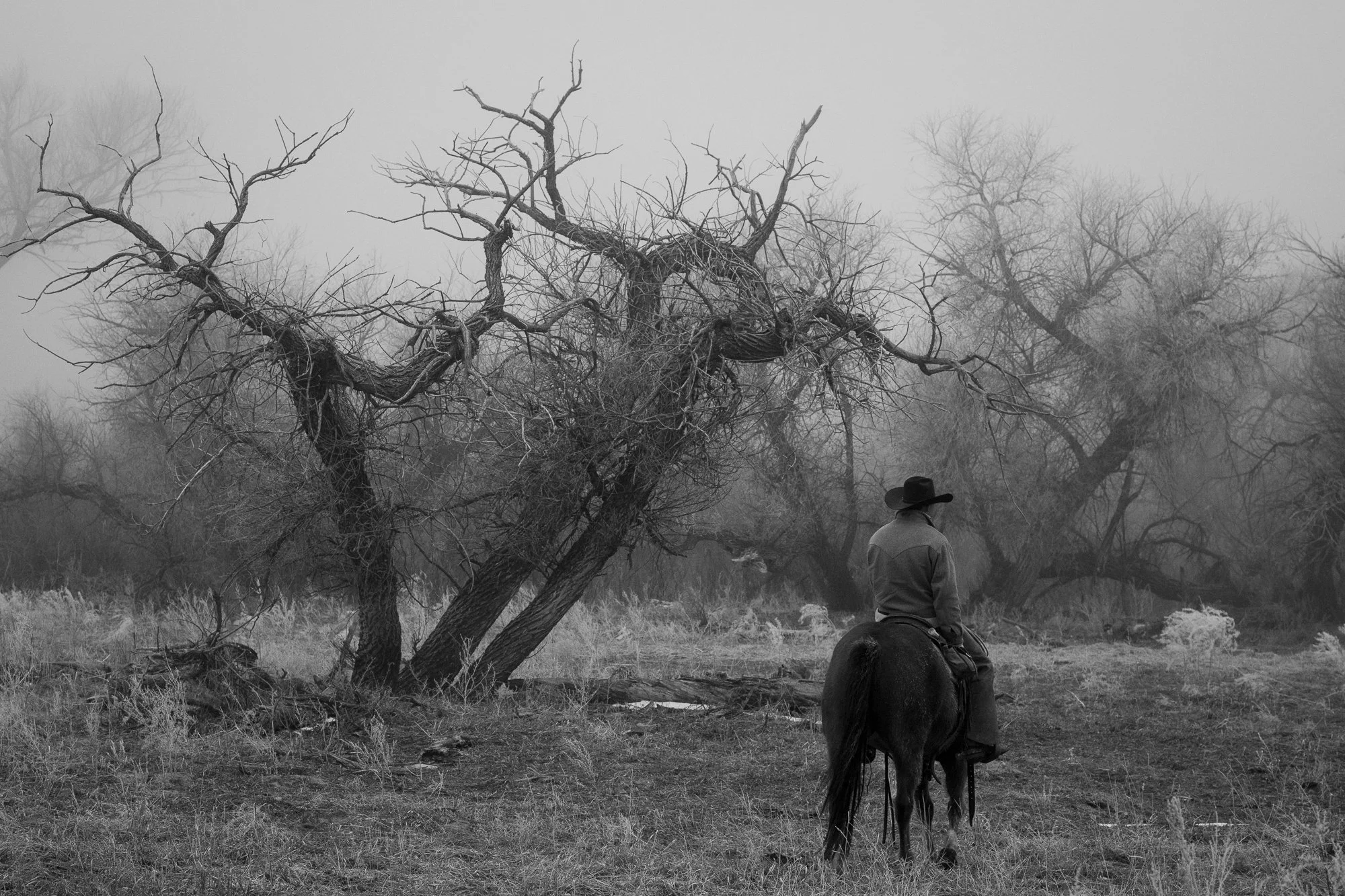 Photograph of a Colorado cowboy on his horse