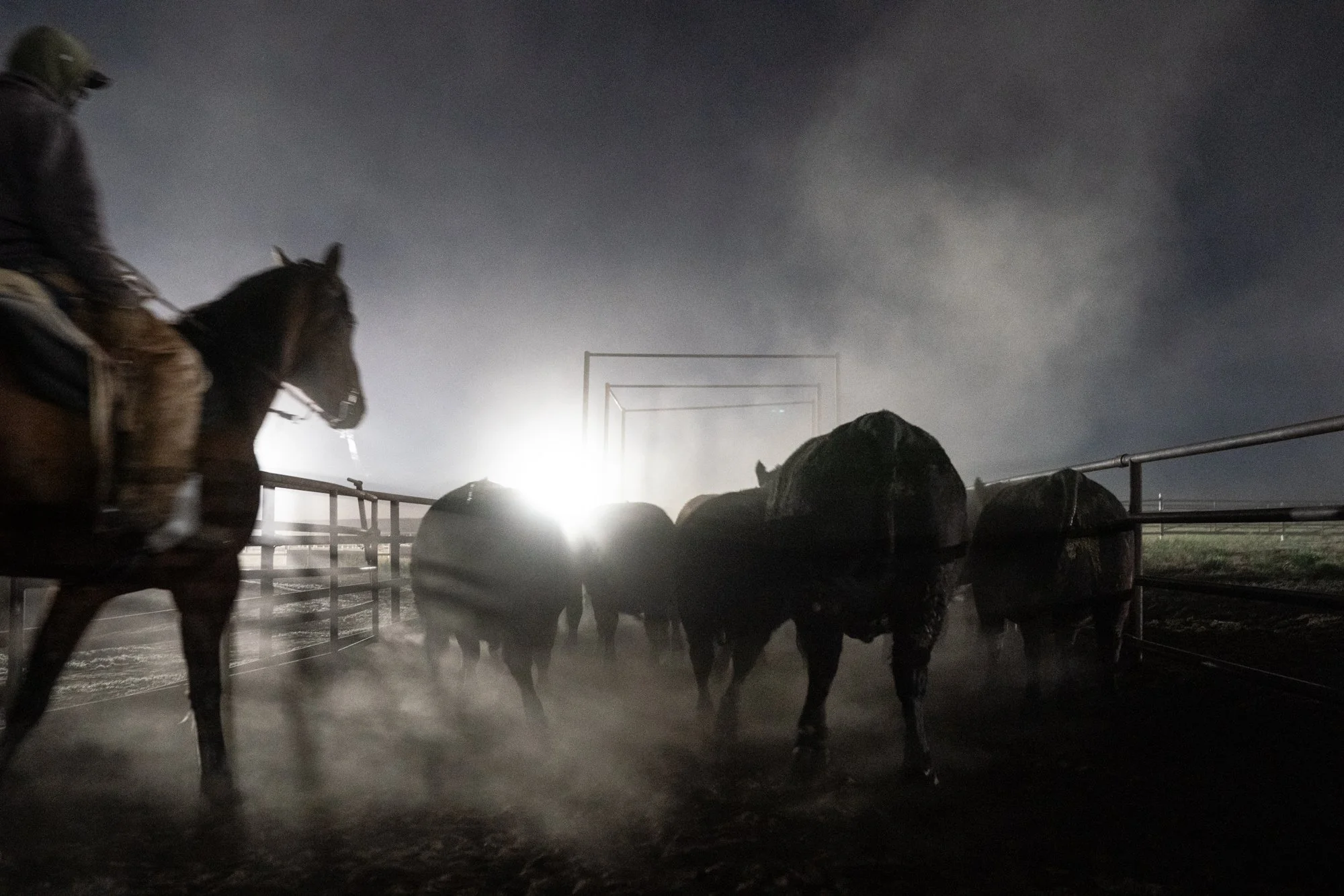 Pen rider on horseback follows cattle through an alley before sunrise at Magnum Feedyard in Colorado