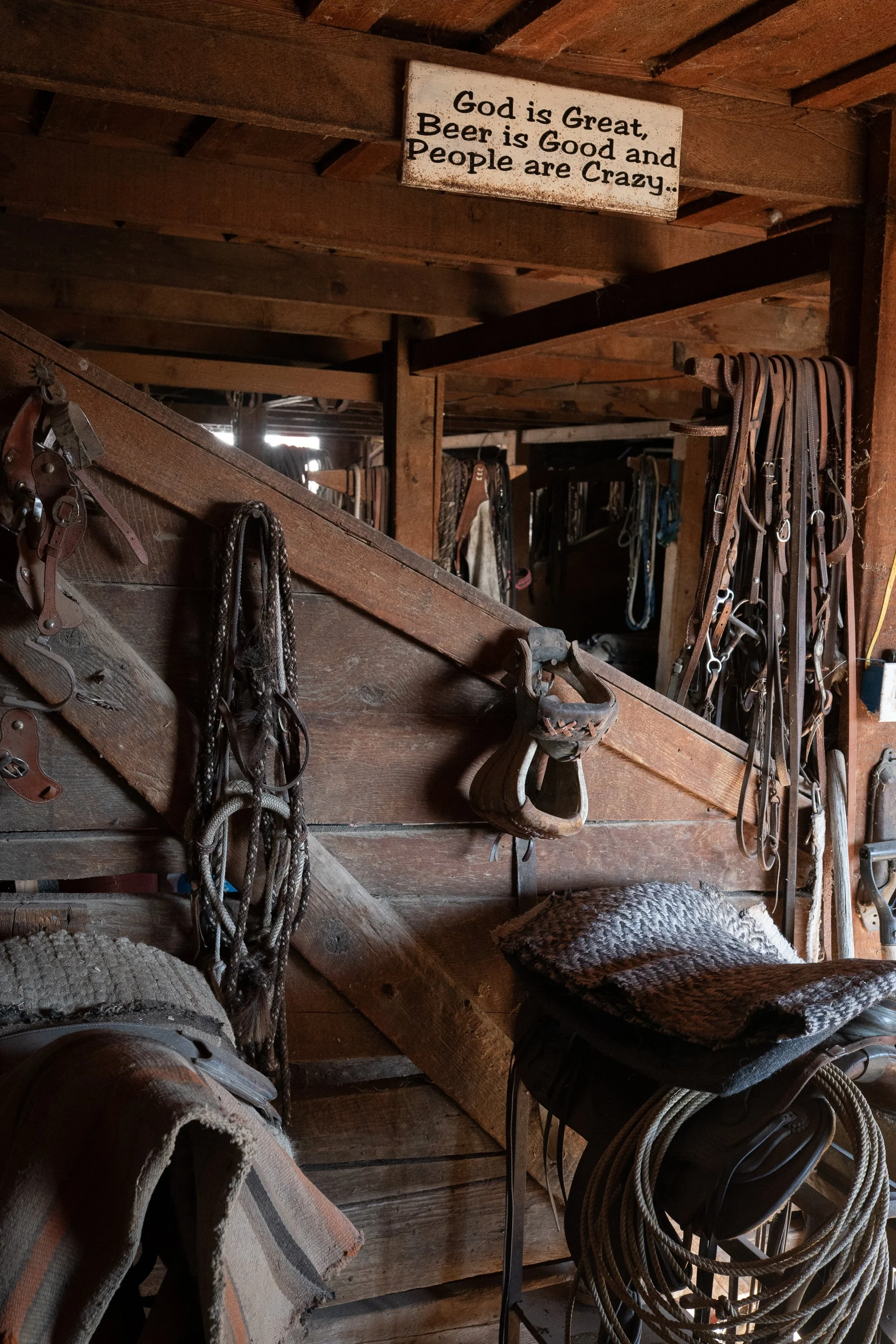 Leather saddles, bridles, ropes and other ranch equipment hang from rough wooden beams and partitions inside a working ranch barn.