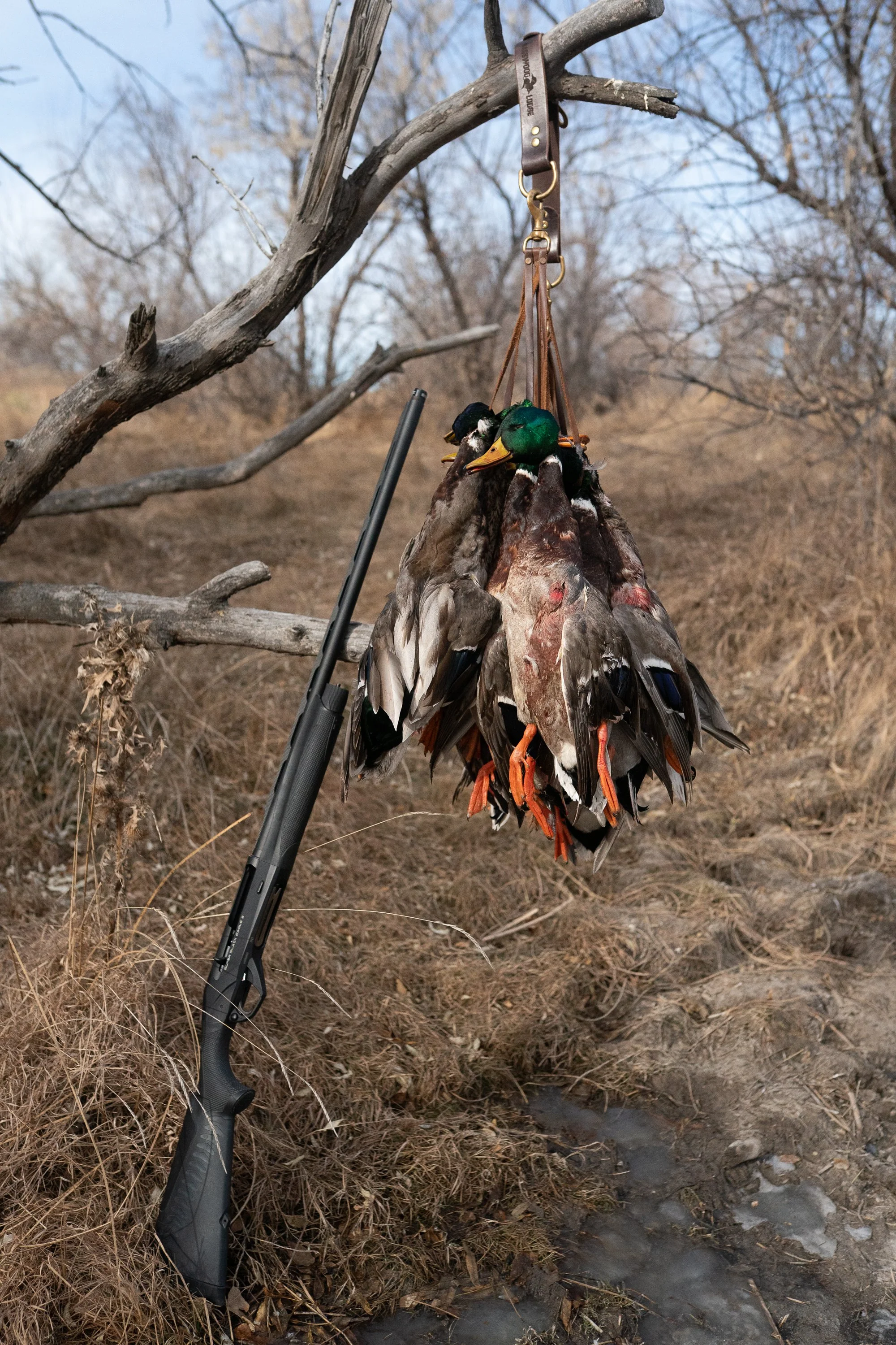Harvested mallards hang from a strap beside a shotgun after a duck hunt