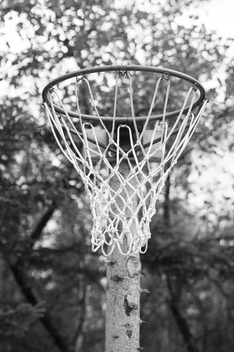 Black and white photograph of a basketball hoop hung on a tree with no backboard