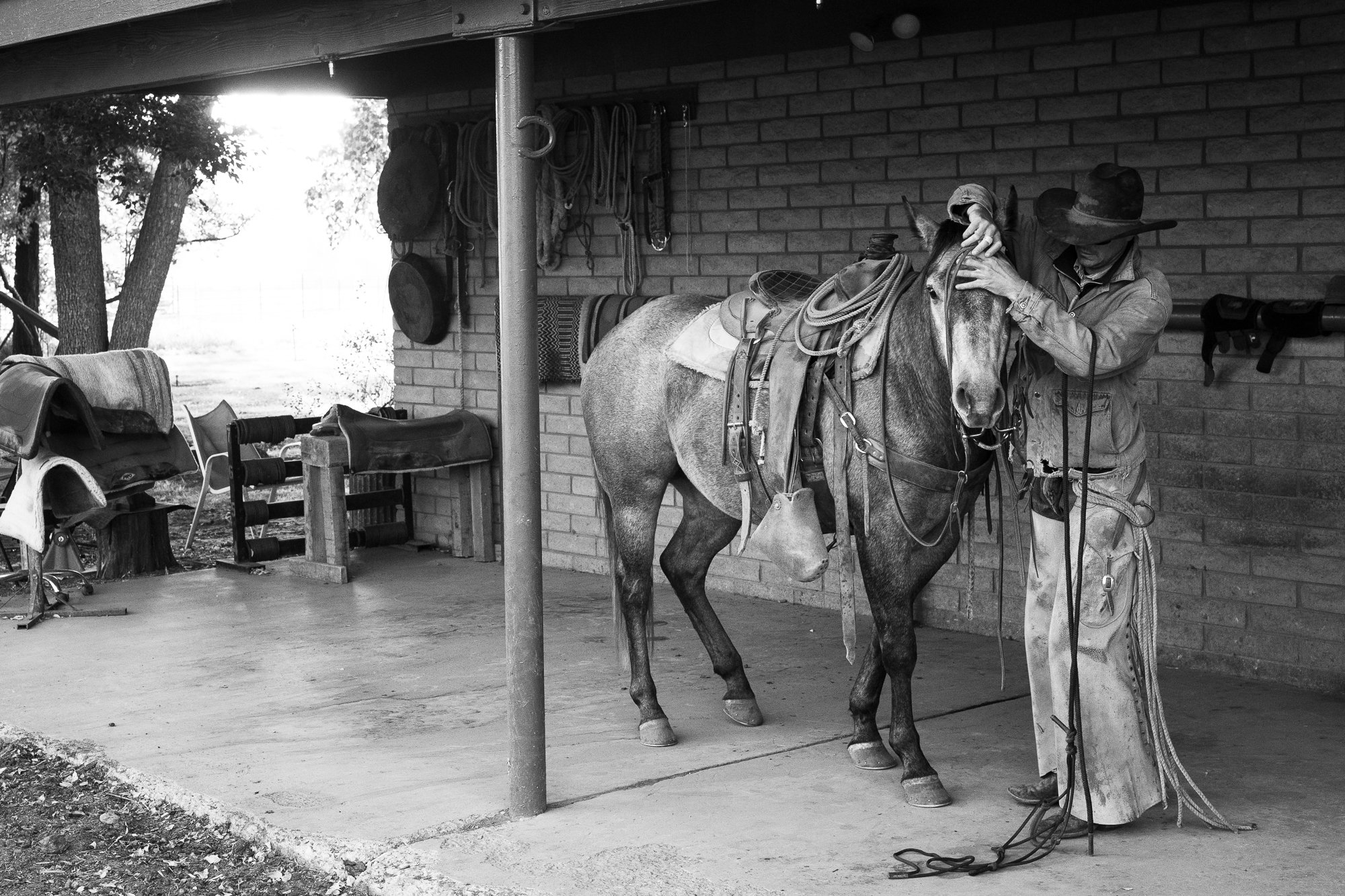Photograph of a cowboy saddling his horse on the K4 Ranch in Prescott, Arizona