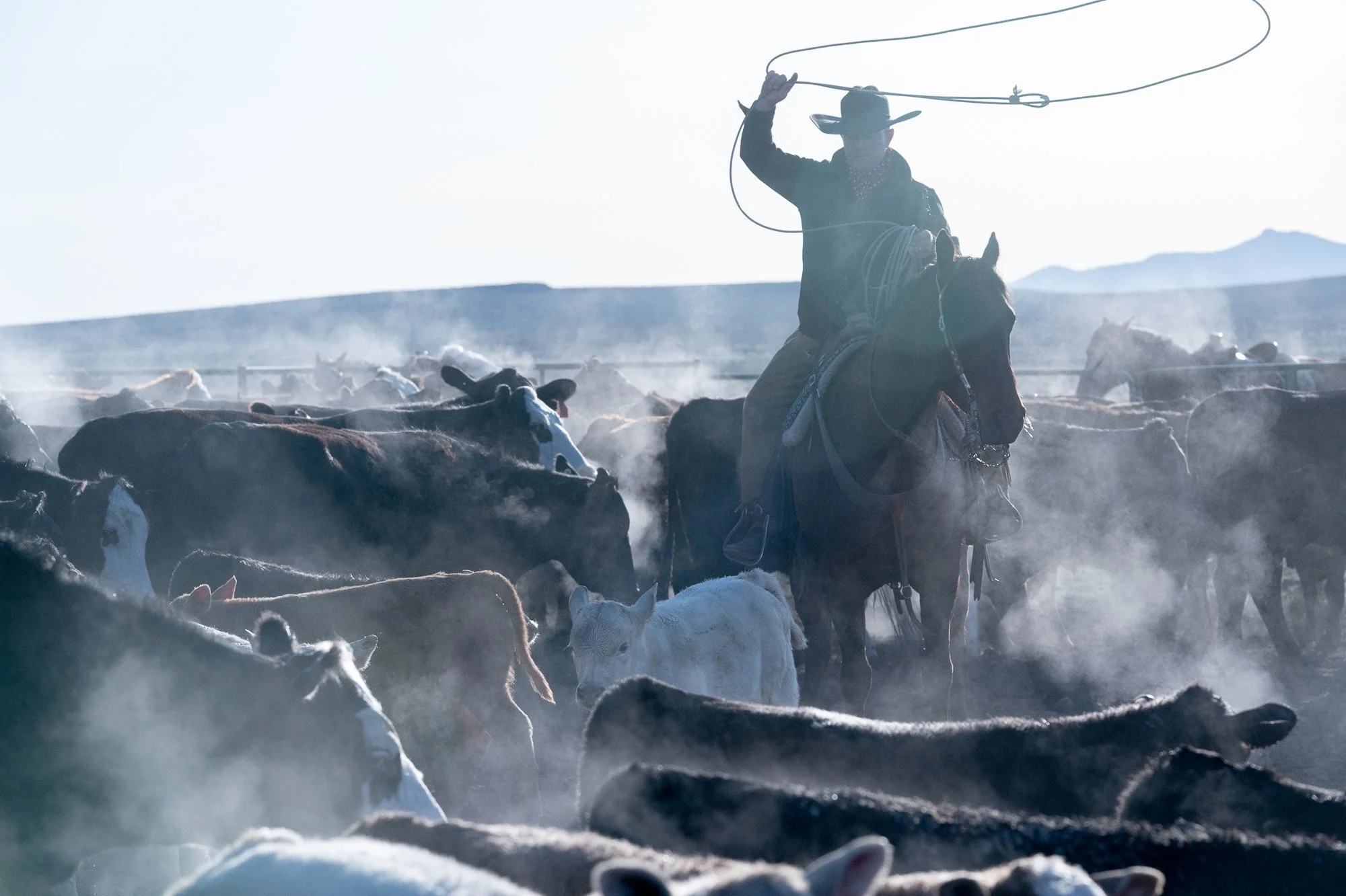 A cowboy on horseback ropes cattle through dust during documentary ranch work at the ZX Ranch in Oregon