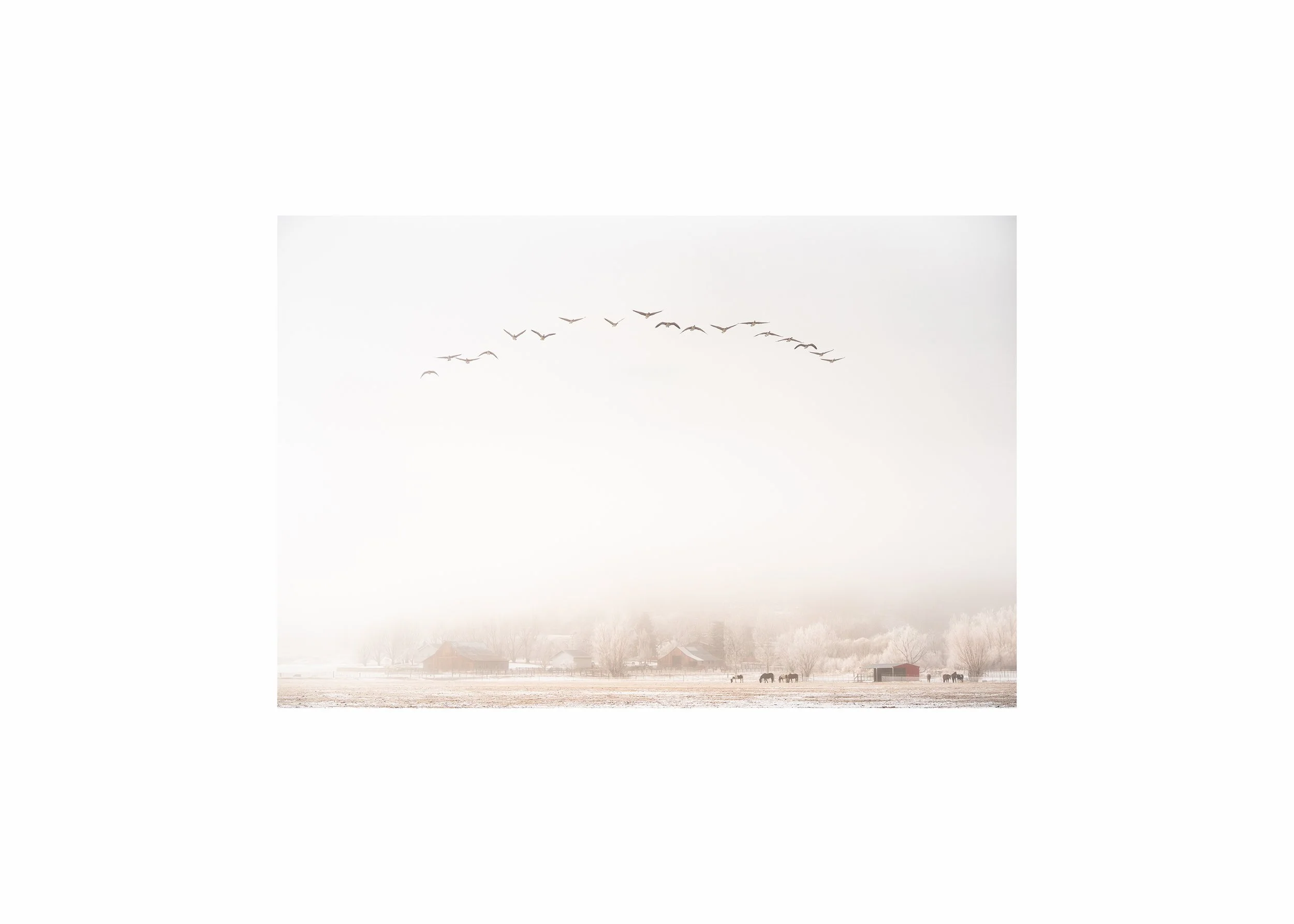 Minimalist biophilic landscape photograph showing birds flying through fog above a quiet rural field and distant barns and horses