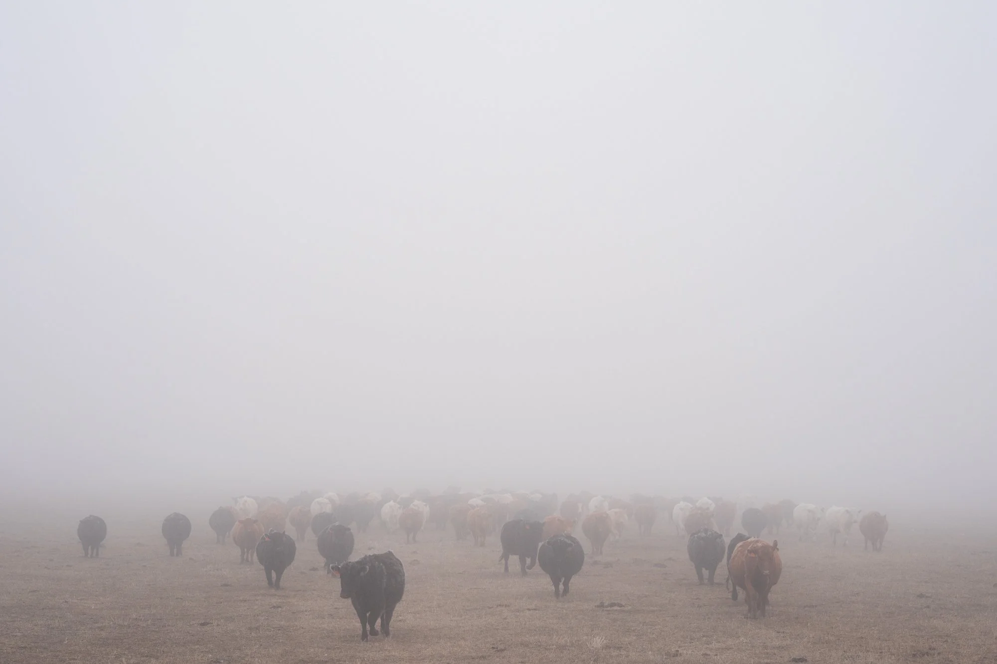 A herd of cattle emerges through heavy fog at Silver Spur Ranch in Colorado