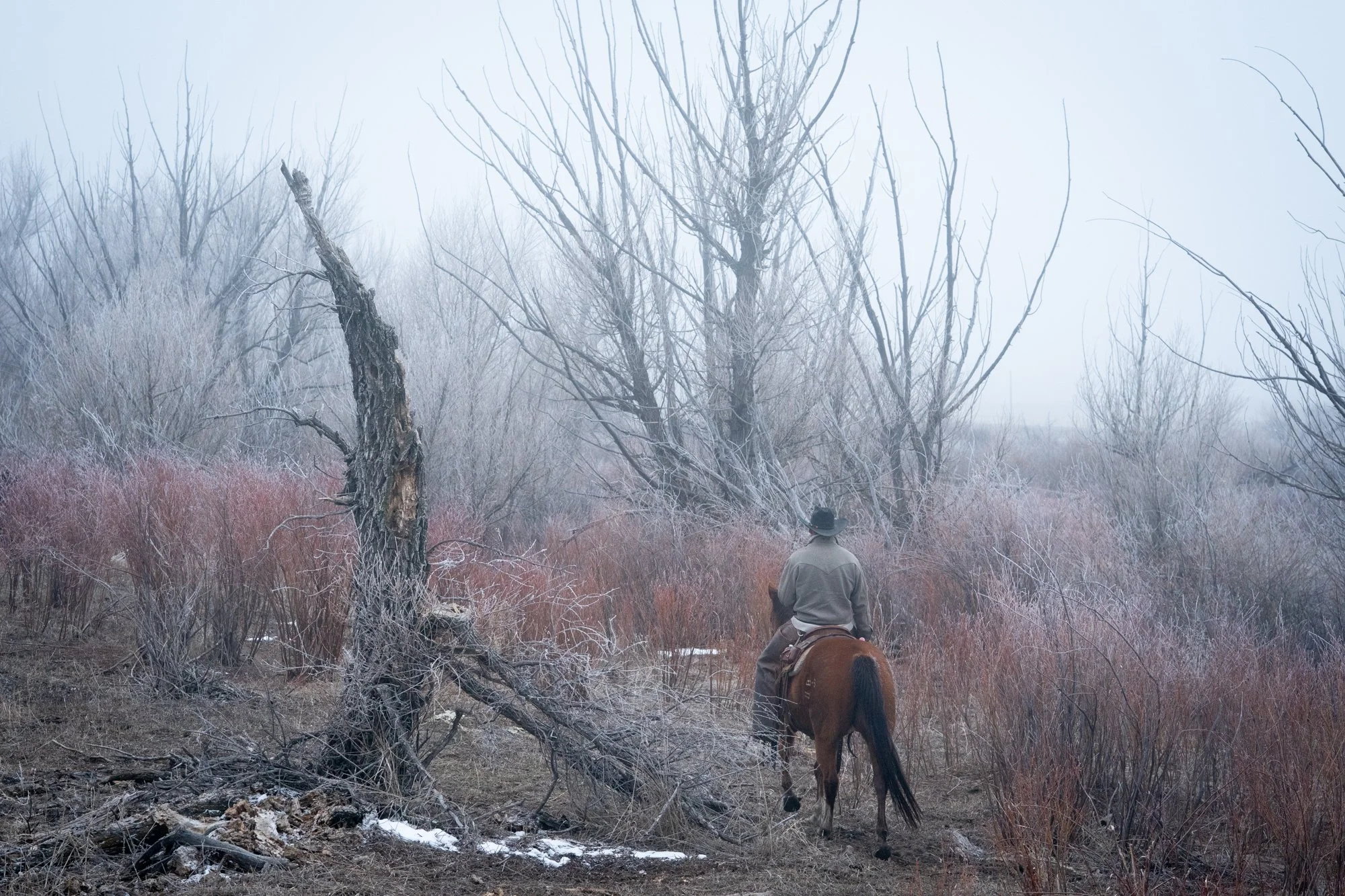 A cowboy rides horseback through frost-covered trees and brush at Silver Spur Ranch in Colorado