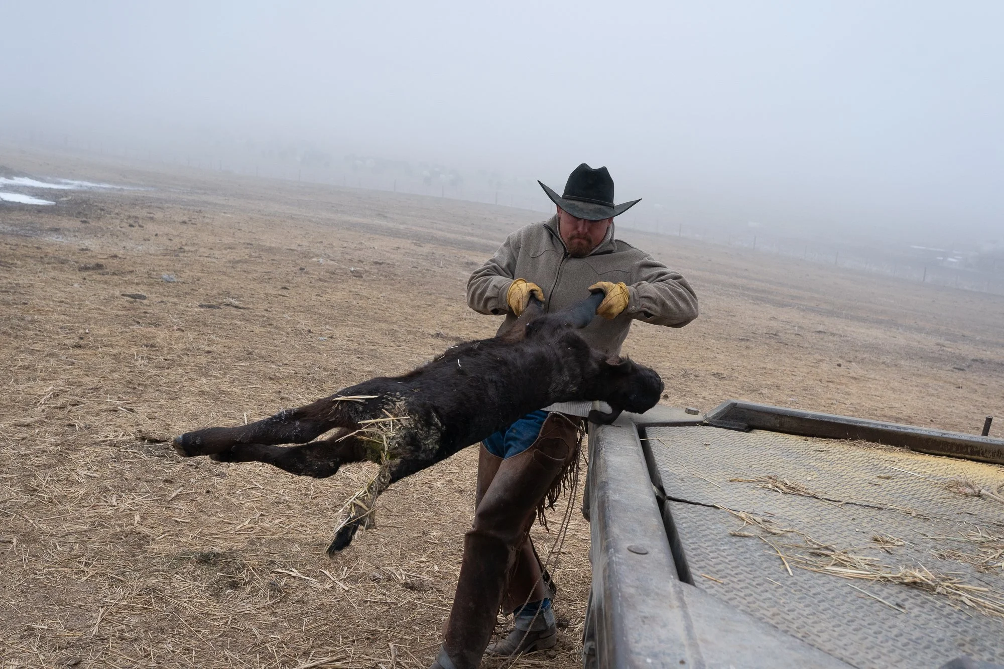 Working cowboy handling livestock during calving season on a Colorado ranch photographed as authentic western lifestyle photography.