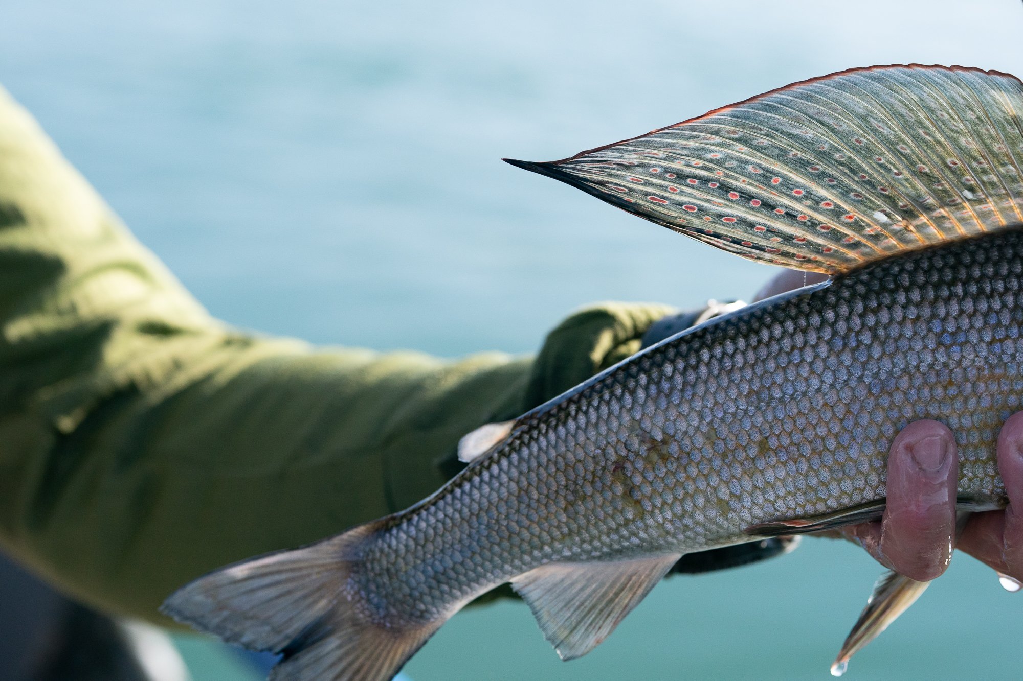 Arctic grayling held by a fly fisherman above the water