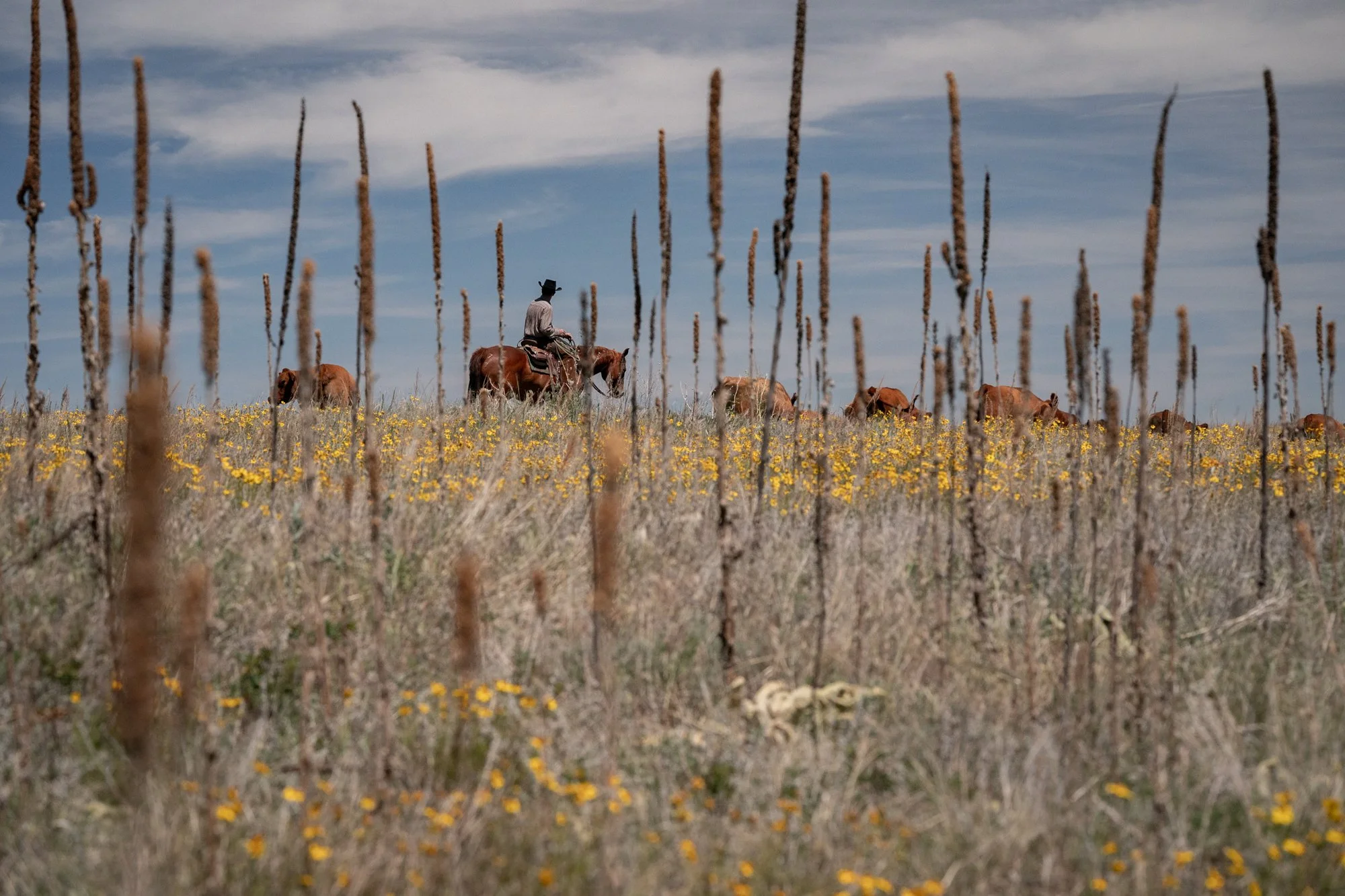 A cowboy rides through cattle grazing in a wildflower-covered pasture