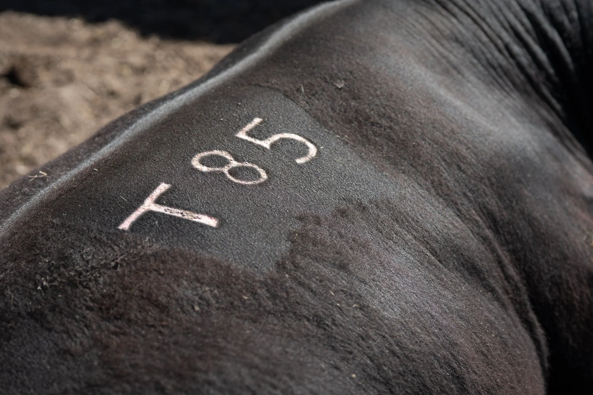 Number 185 marked on a black Angus bull at a Nevada bull sale