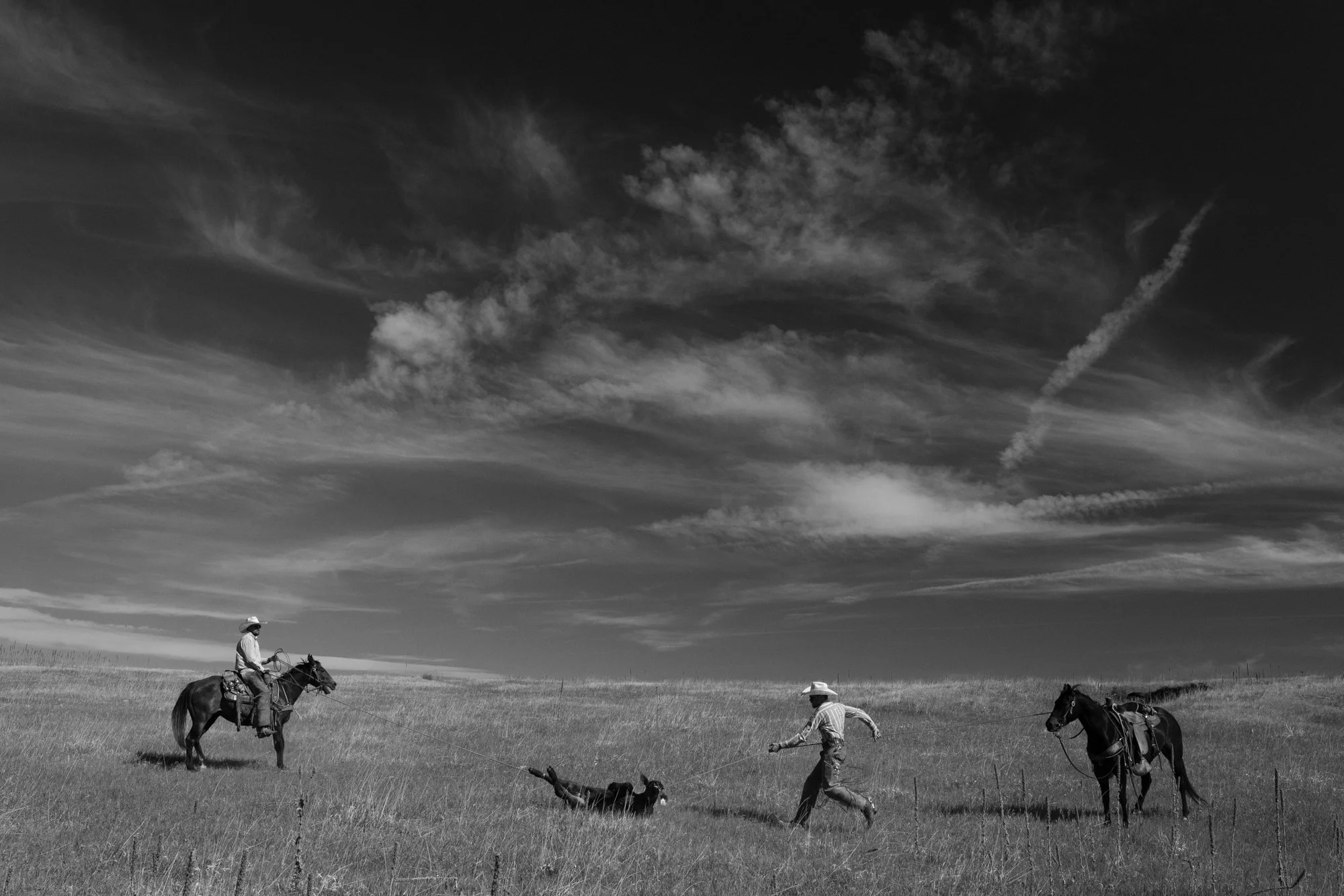 Cowboys restrain a calf in open pasture during a branding operation at Silver Spur Ranch in Colorado