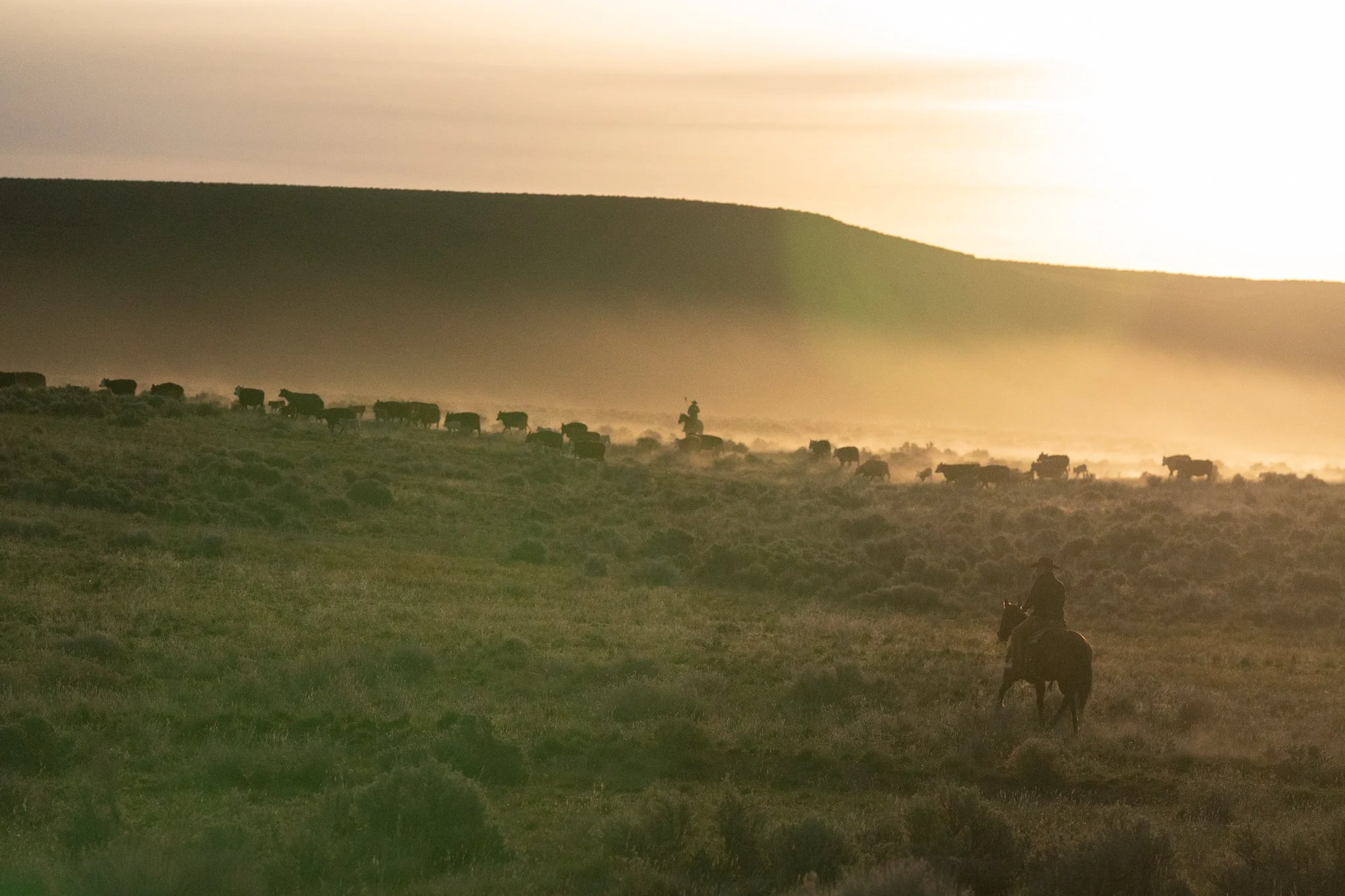 Cattle move across the range at sunset while cowboys ride through dust at the ZX Ranch in Oregon
