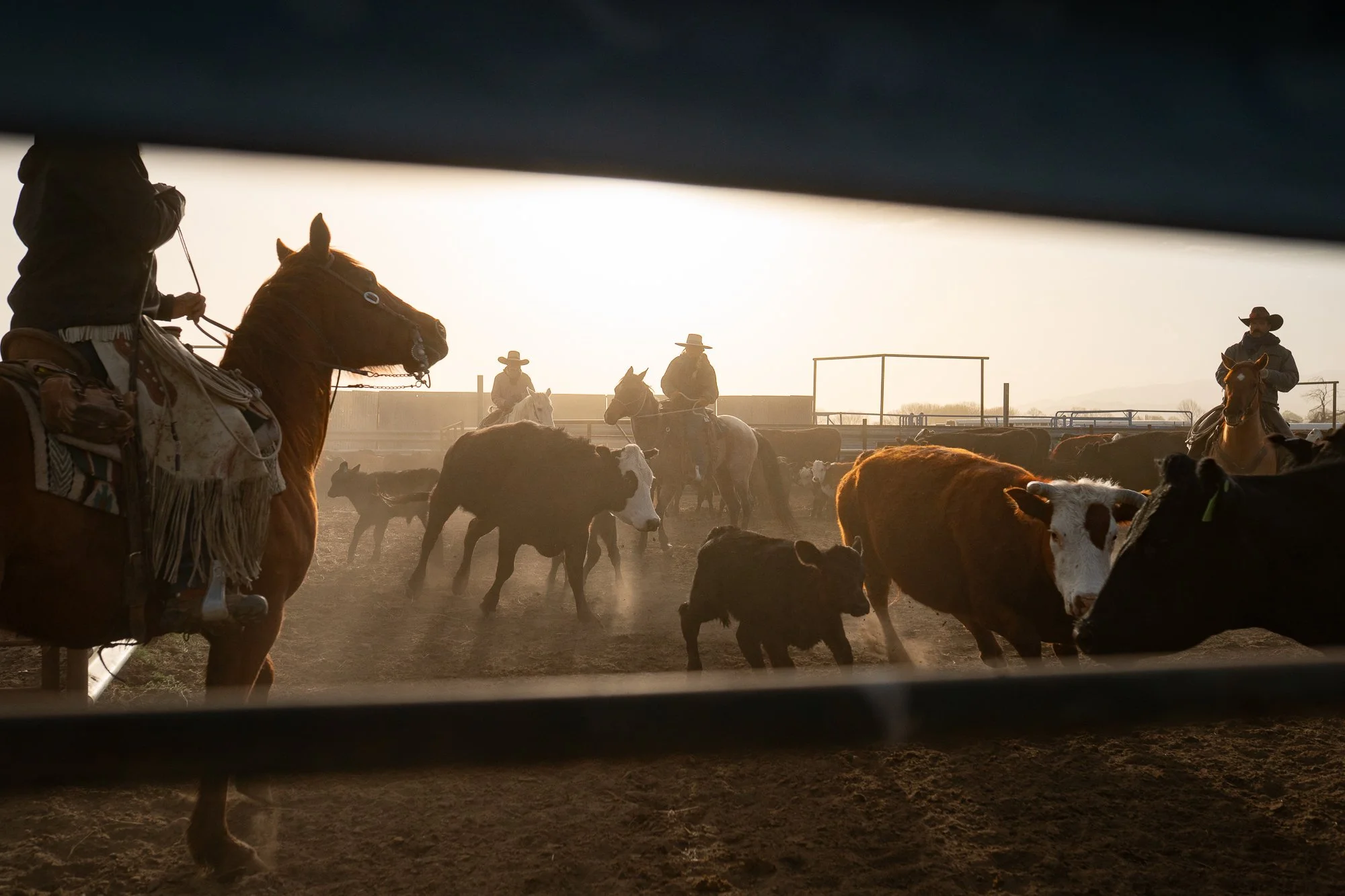 Cowboys on horseback moving cattle in dusty corral during warm golden light