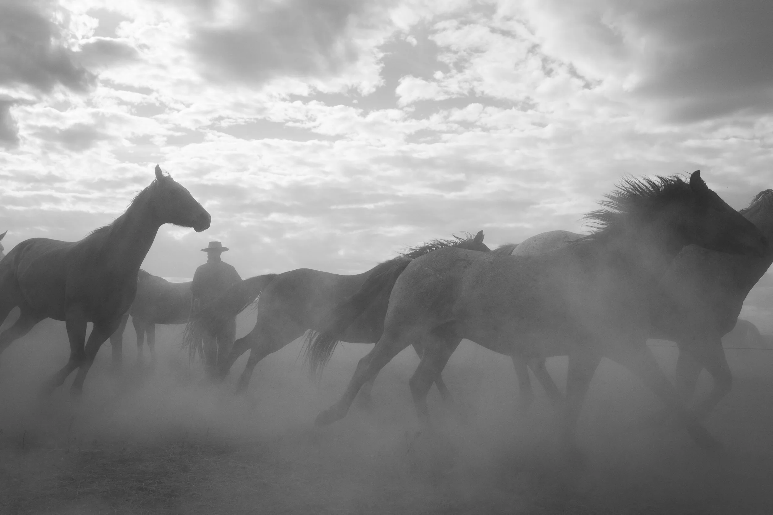 Horses moving through dust with a cowboy visible in the background