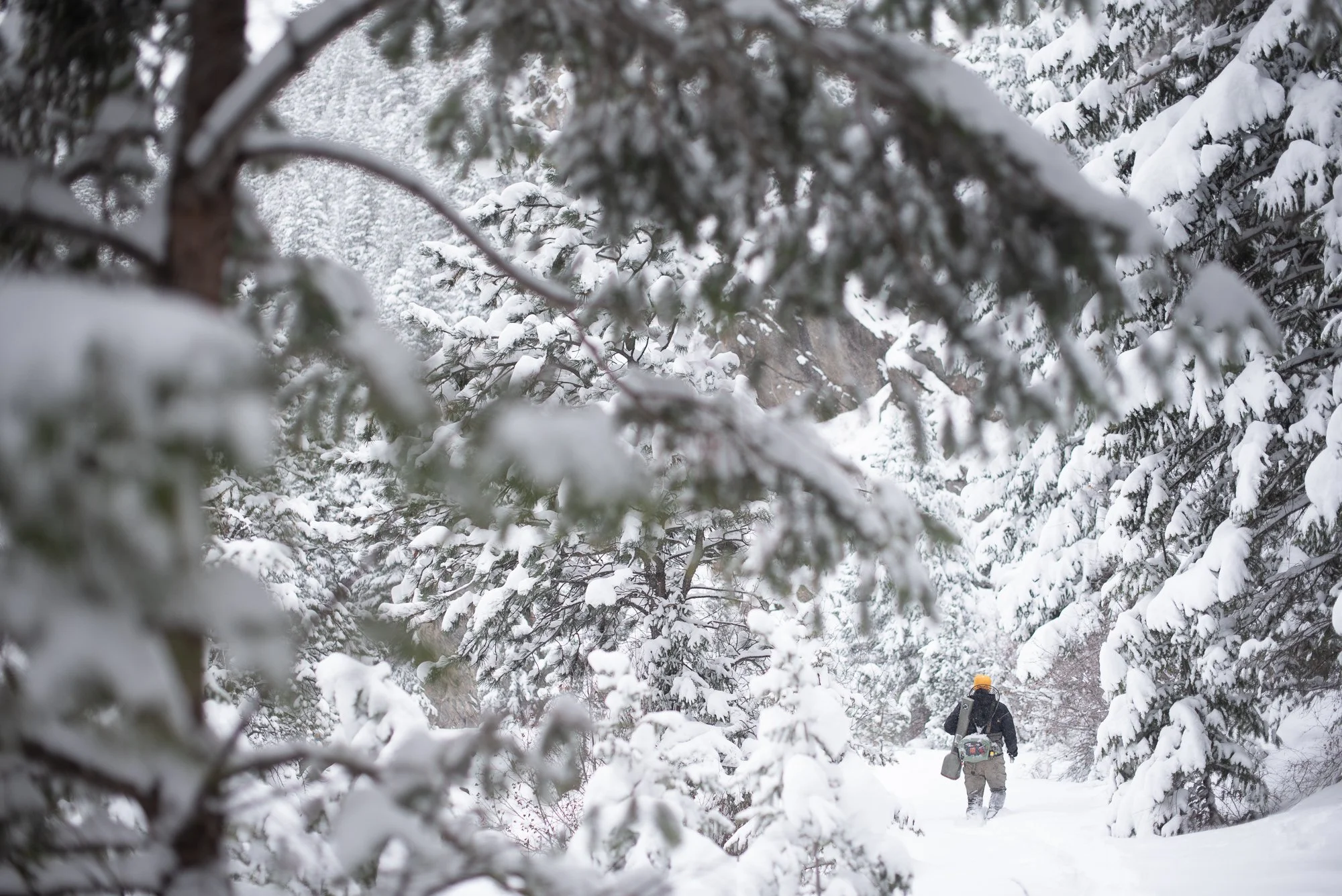 An angler walks through a snow-covered trail near Clear Creek in Colorado carrying fishing gear.