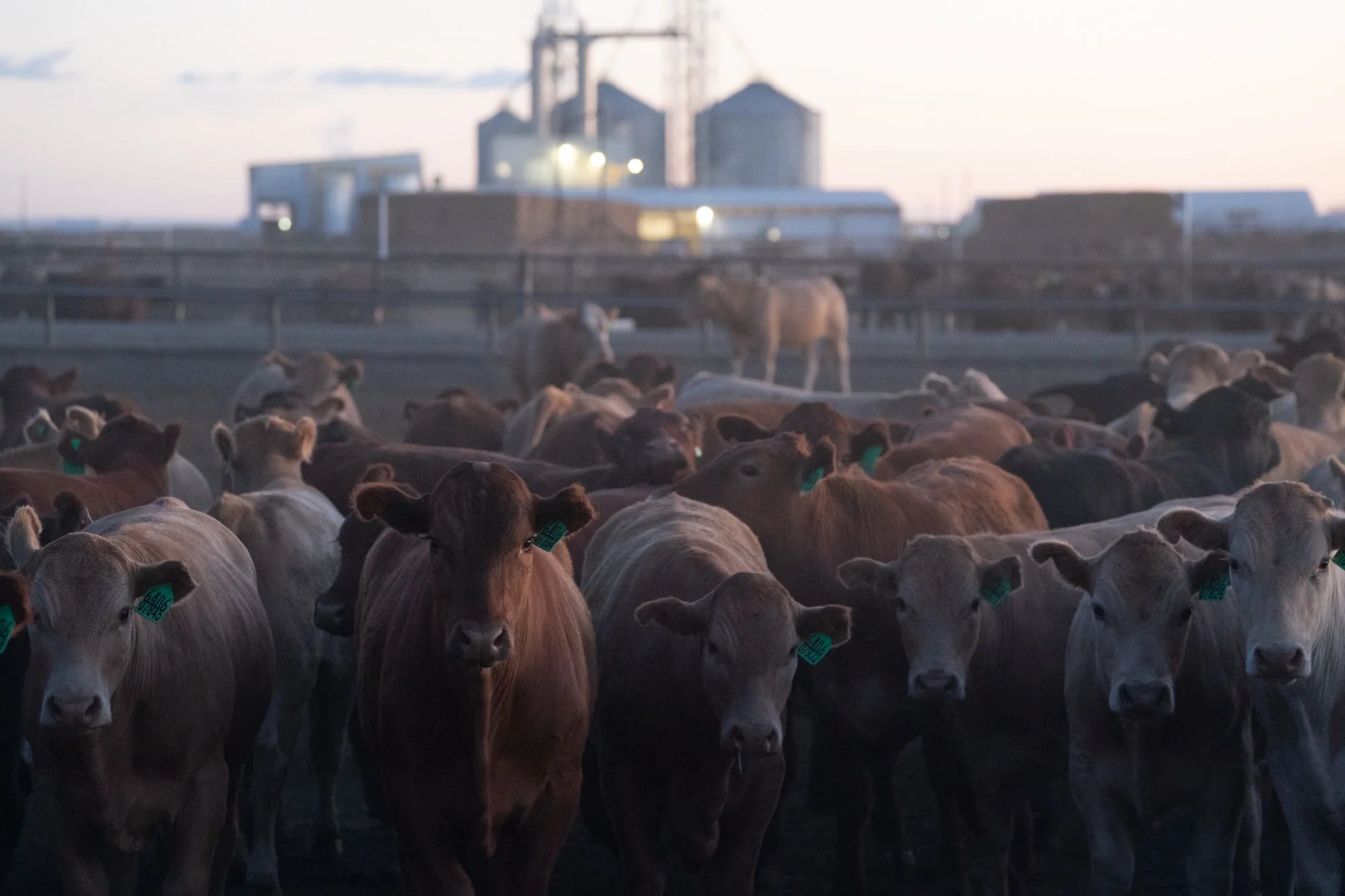 Cattle gather in a pen at dawn with the feed mill in the background at Magnum Feedyard in Colorado