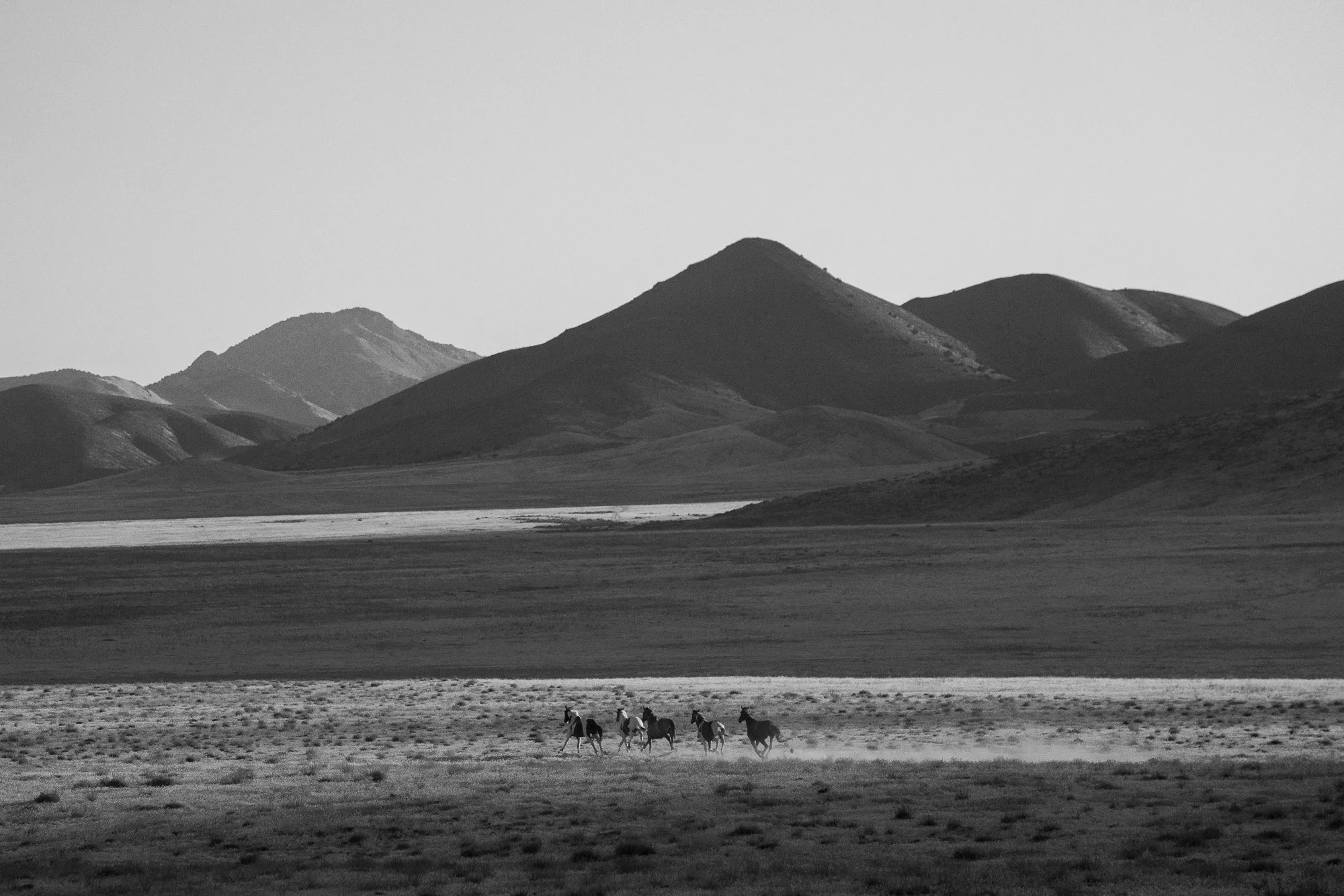Horses running across open range in the American West, black and white photograph.
