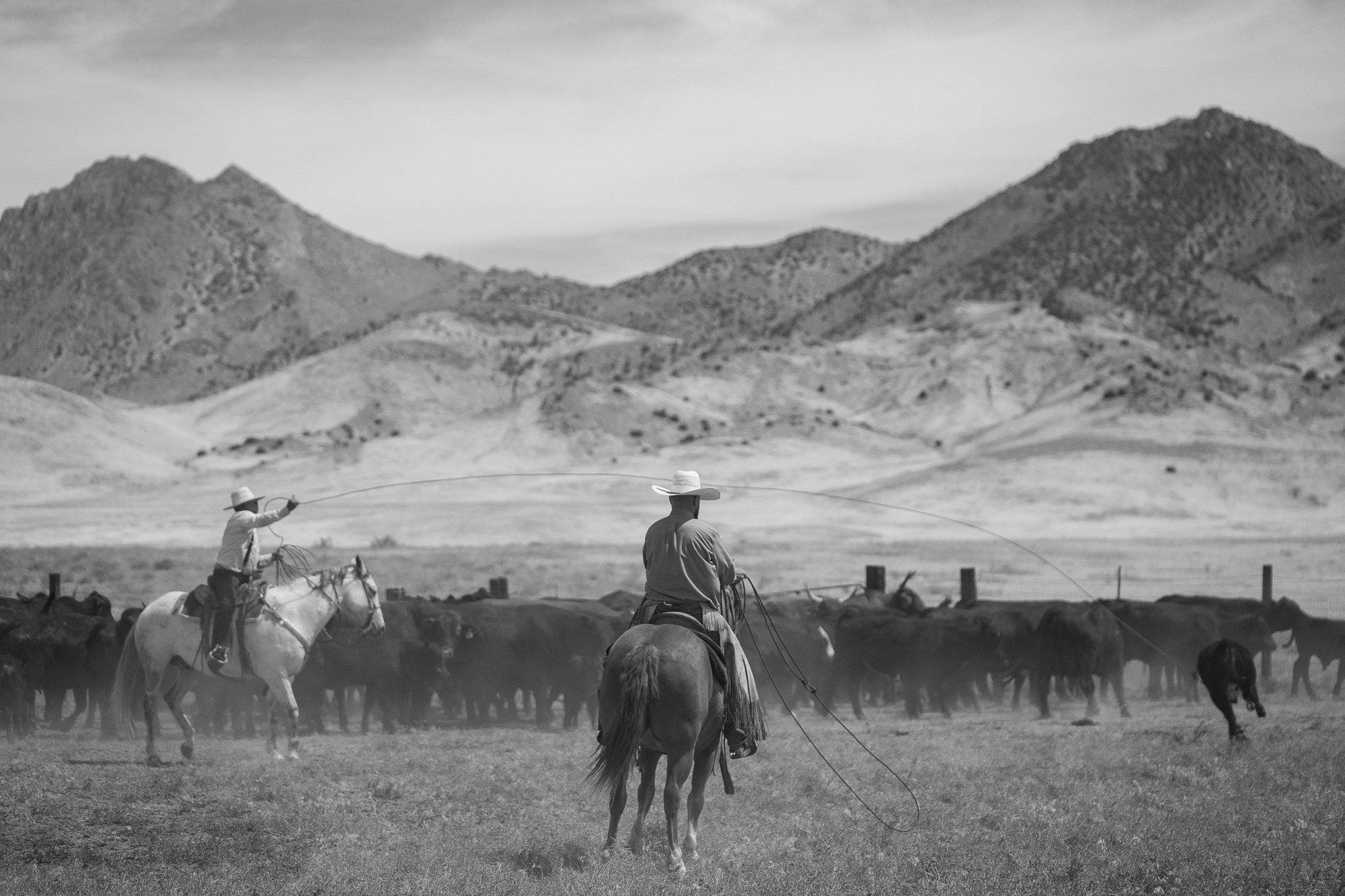 Two buckaroos on horseback working a herd of cattle, with a rope stretched between the riders and rugged mountains in the background.