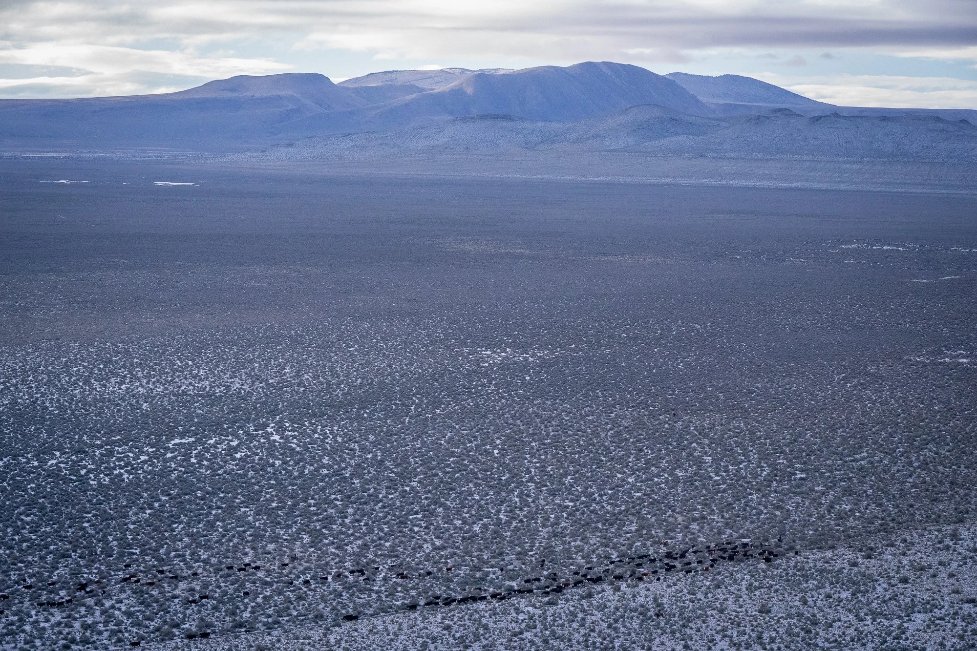 Cattle move across a wide high desert landscape near the ZX Ranch in Oregon with mountains in the distance