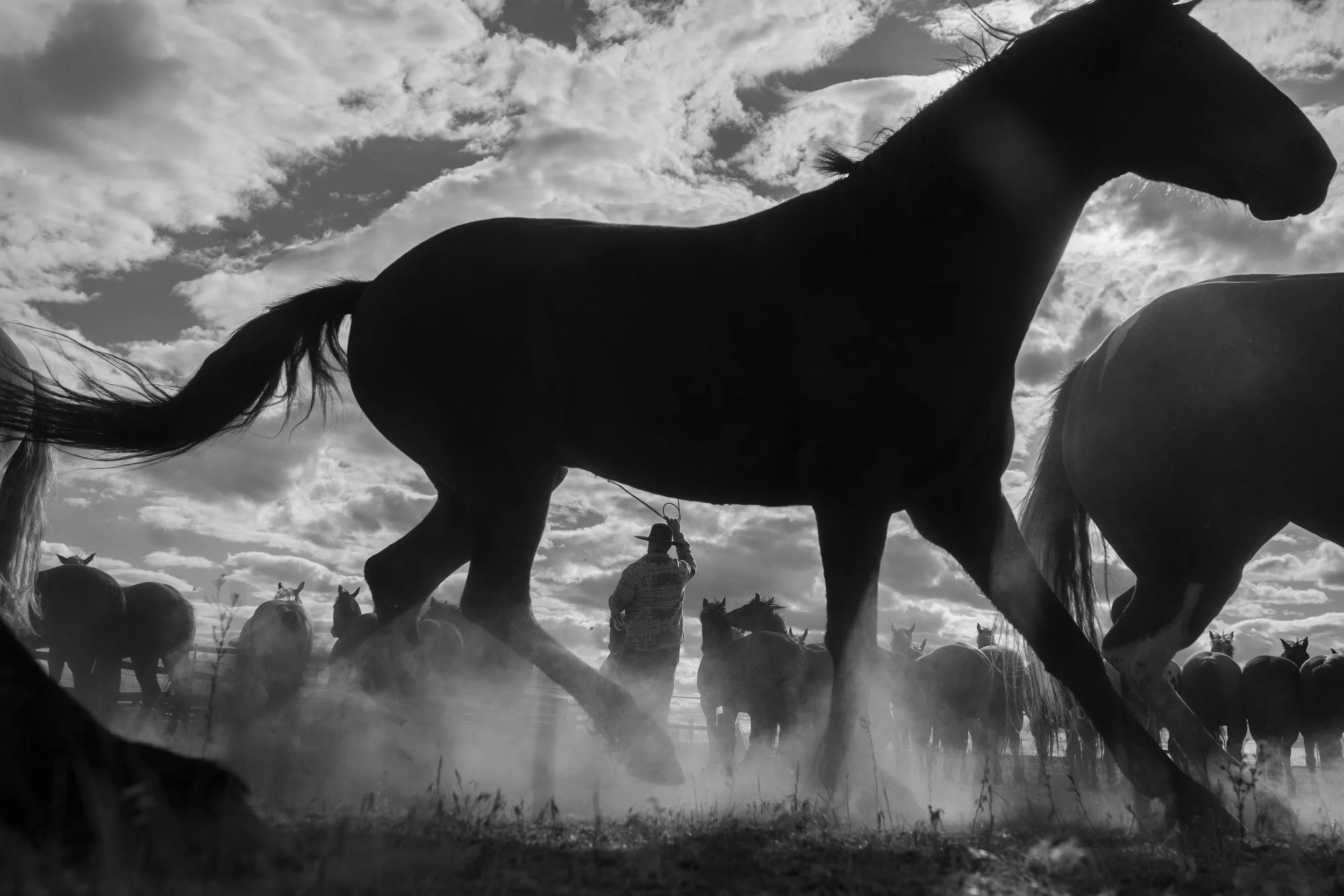 Horses moving through dust during a documentary photography project in the American West