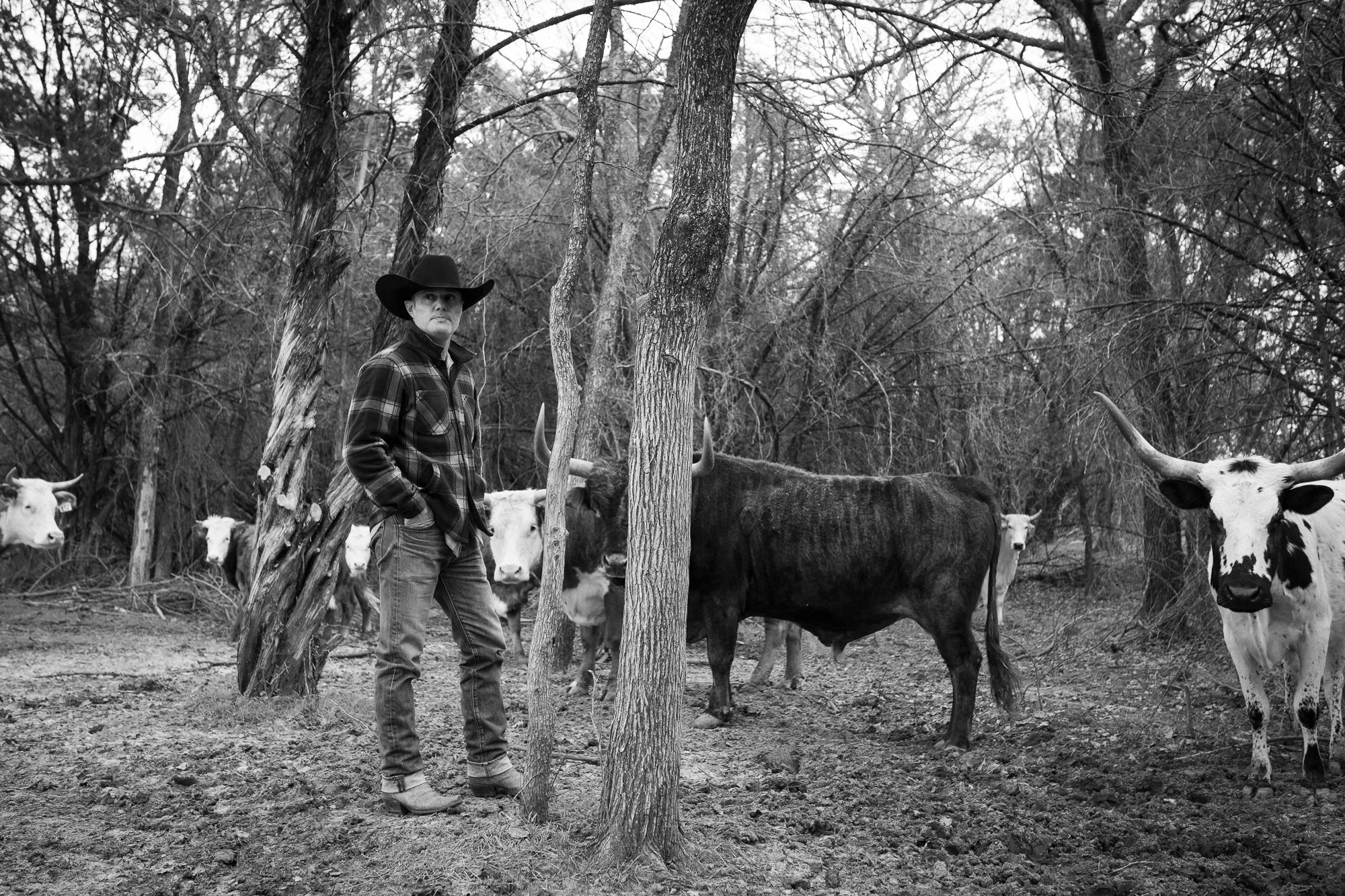 Western artist Teal Blake standing with longhorn cattle in wooded Texas pasture