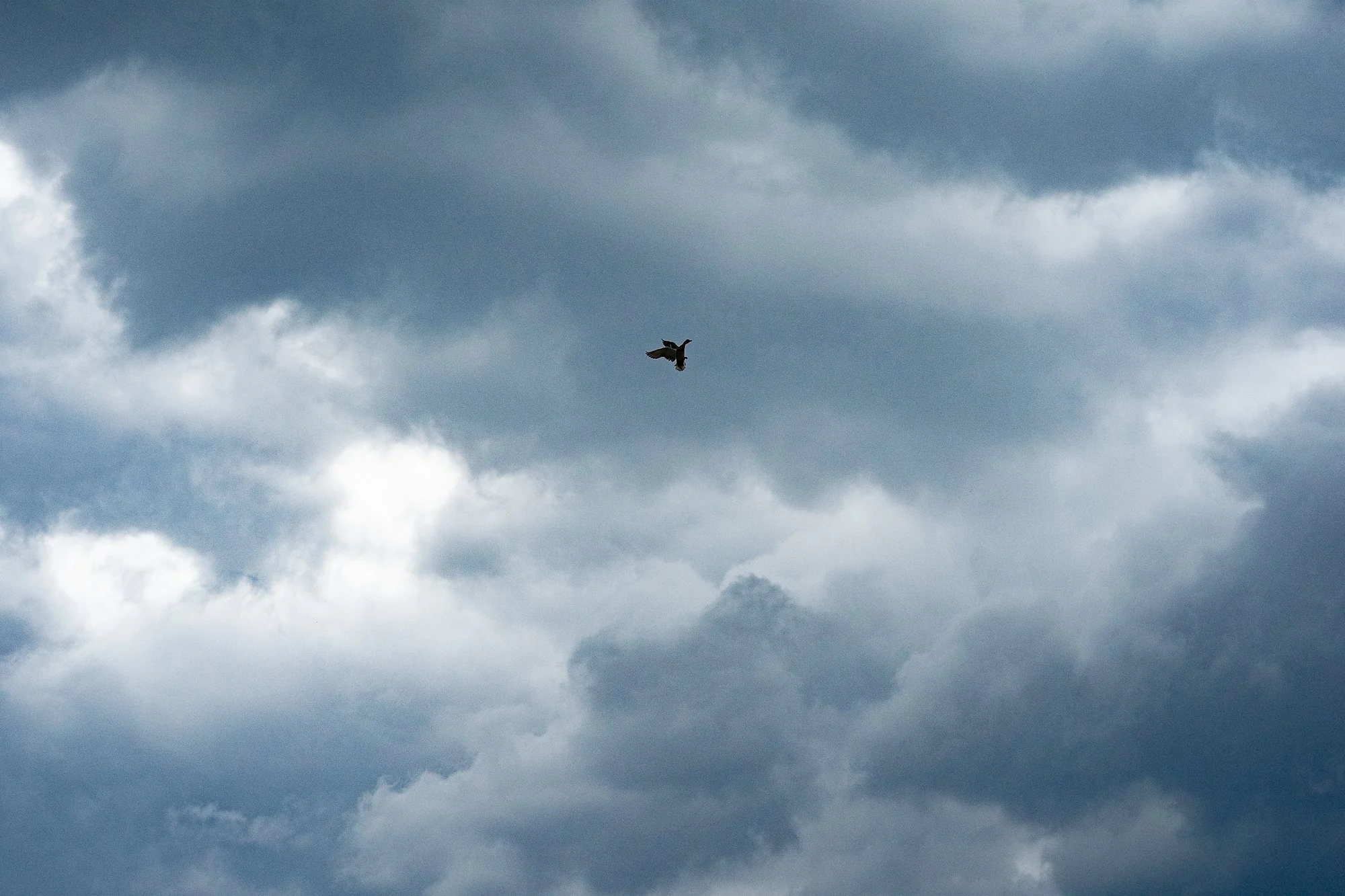 A duck flies beneath heavy storm clouds over marshland in Ontario