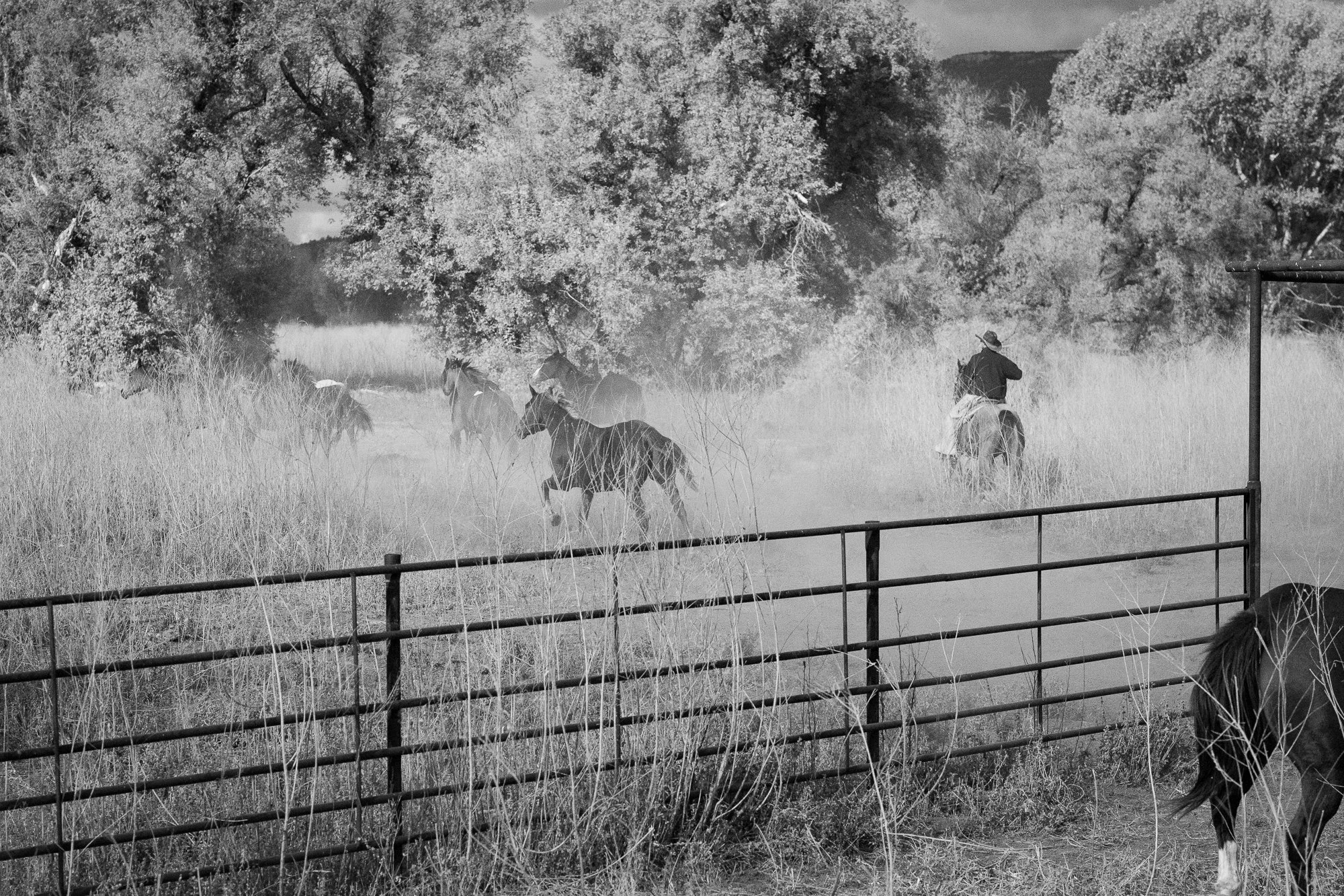 A cowboy riding his horse an an Arizona cattle ranch