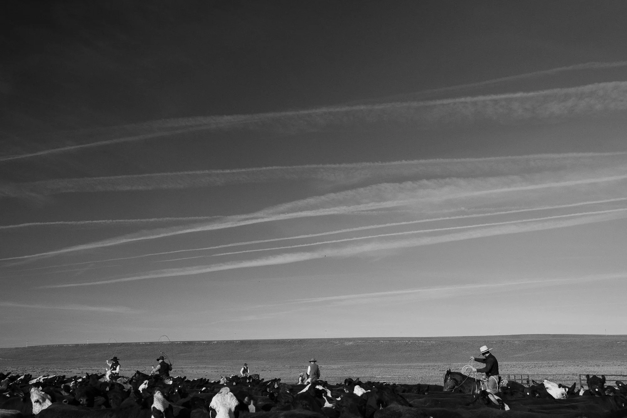 Cowboys on horseback work cattle beneath a wide sky in black and white at the ZX Ranch