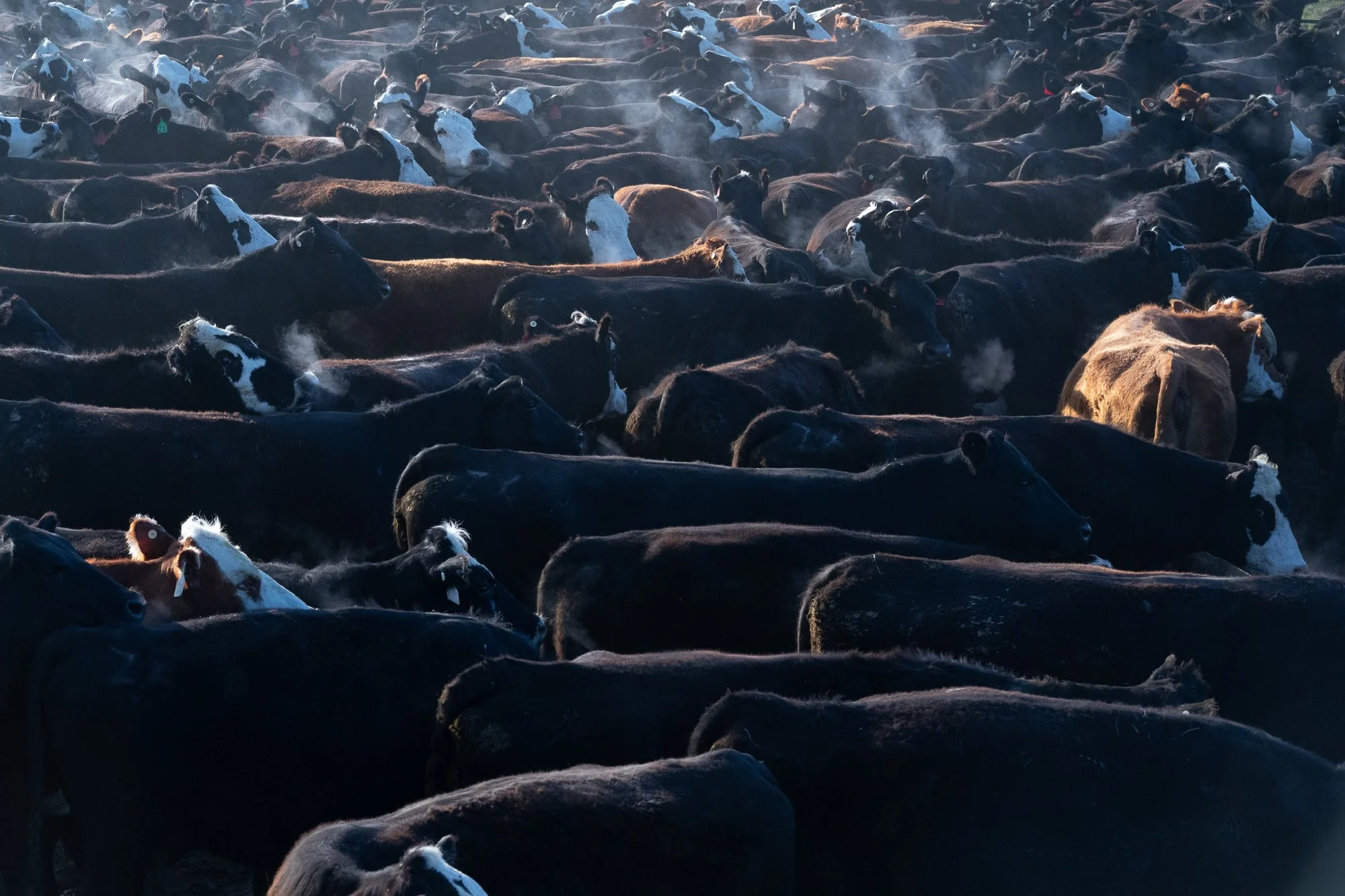 A dense herd of cattle stands together in cold light with visible breath rising across the group at the ZX Ranch