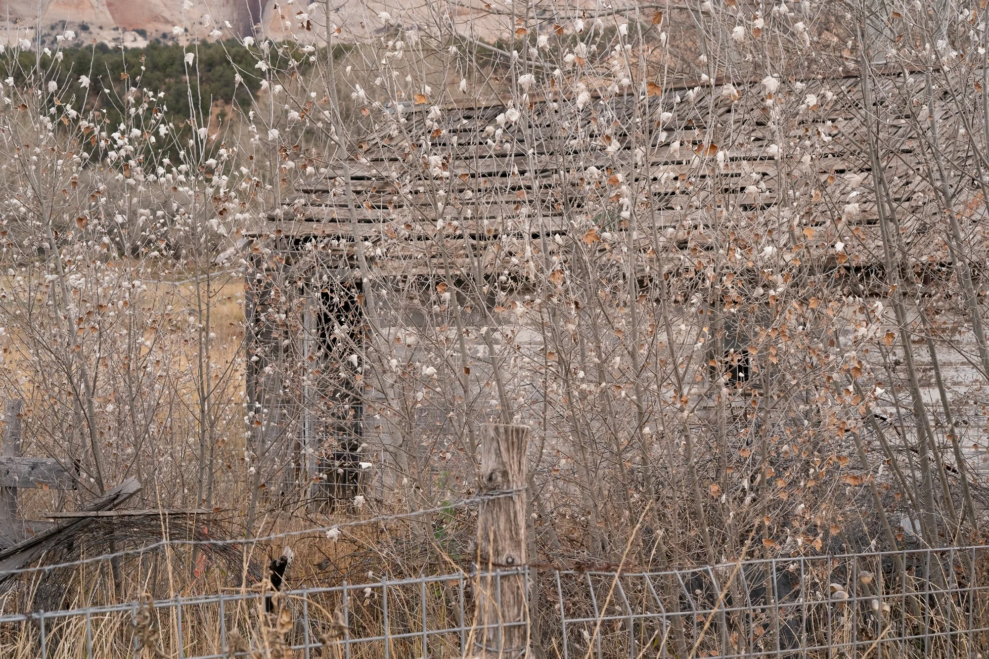 An old structure stands behind a wire fence, surrounded by leafless brush, dry grass, and a wooded hillside.