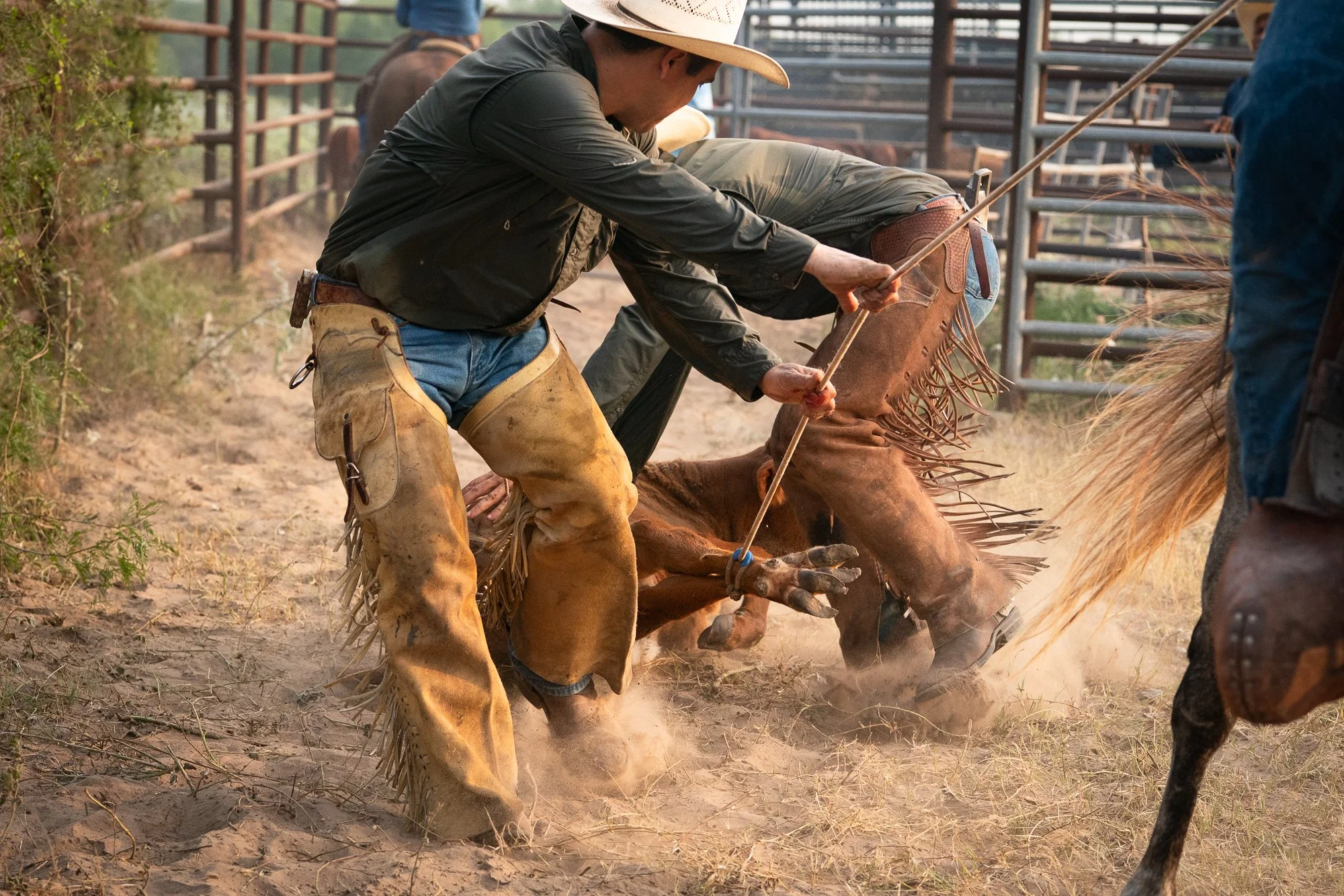 Cowboy restraining calf during branding with rope and chaps in dusty corral