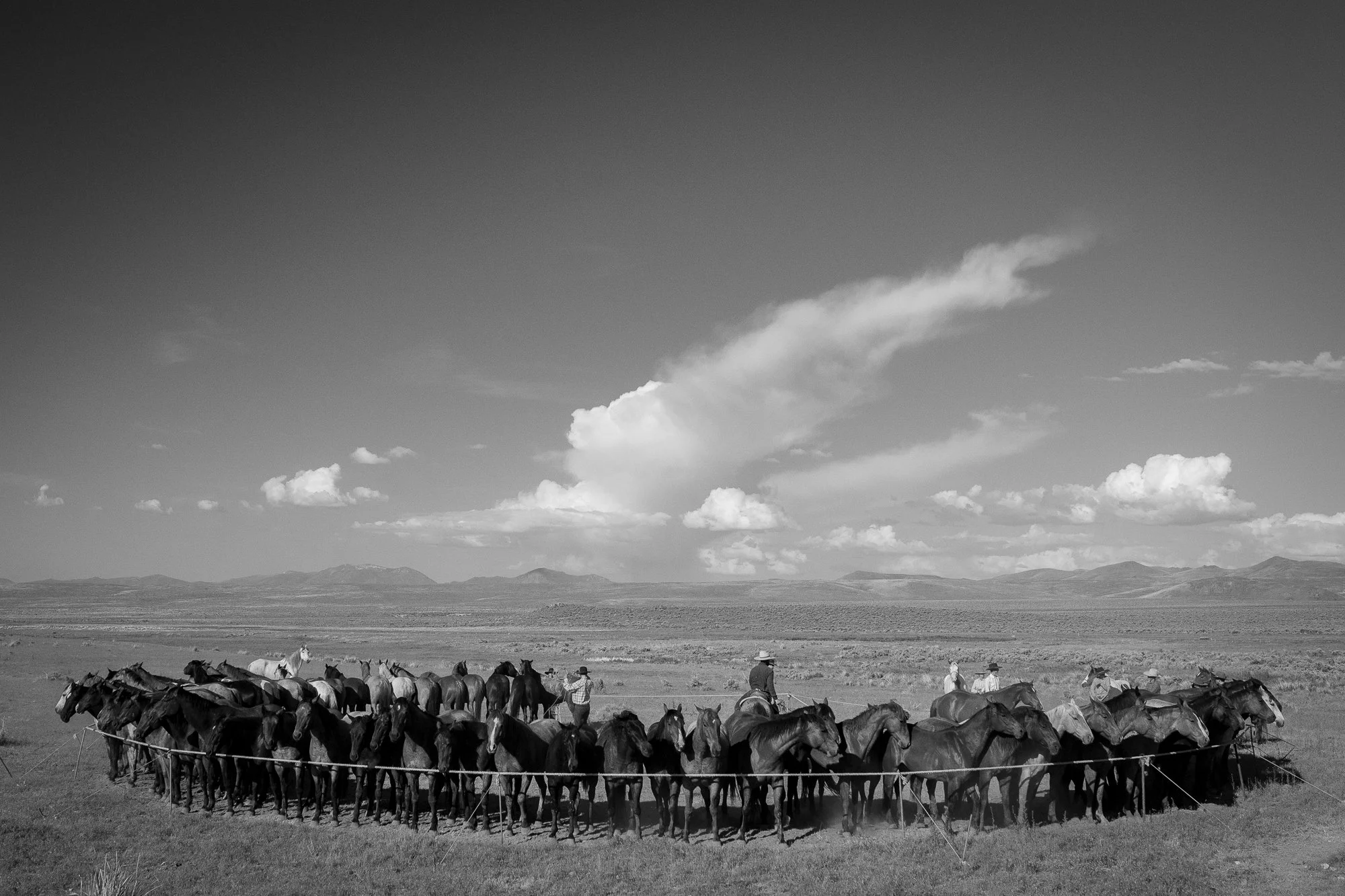 Horses gathered in a line with riders managing them in an open landscape in the  American West