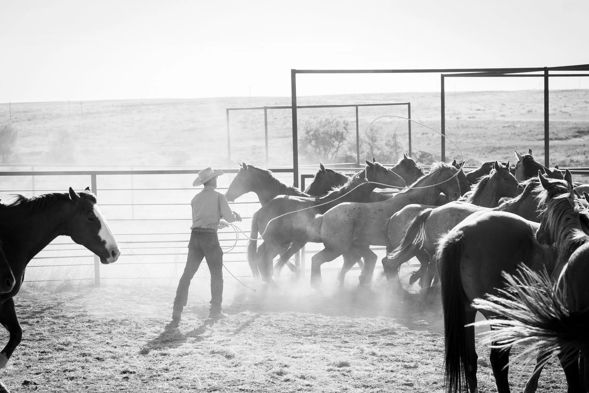 Cowboy working a group of horses in a dusty pen at the 6666 Ranch in Texas, black and white photograph.