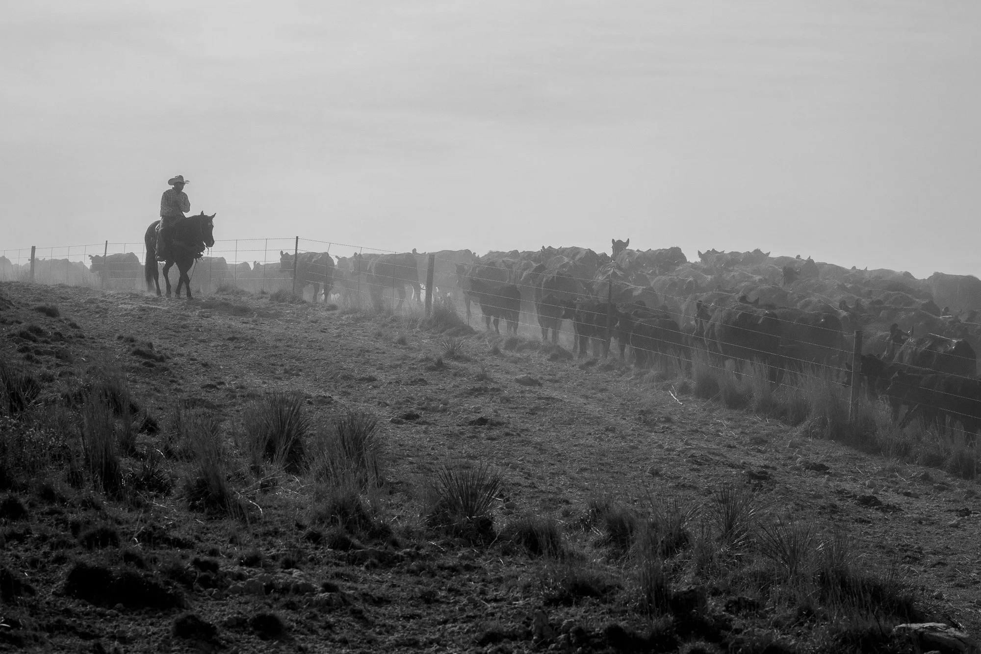 Cowboy riding horseback along a fence line beside a large herd of cattle at the 6666 Ranch in Texas.
