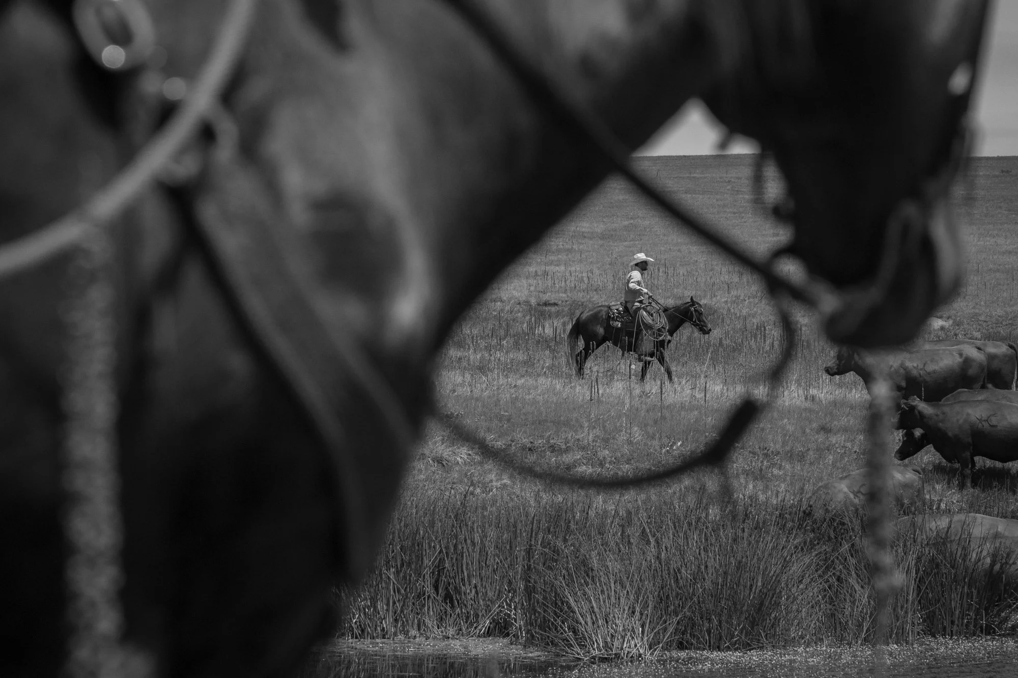 A cowboy on horseback checks cattle across open pasture at Silver Spur Ranch in Colorado, framed between two horses in the foreground