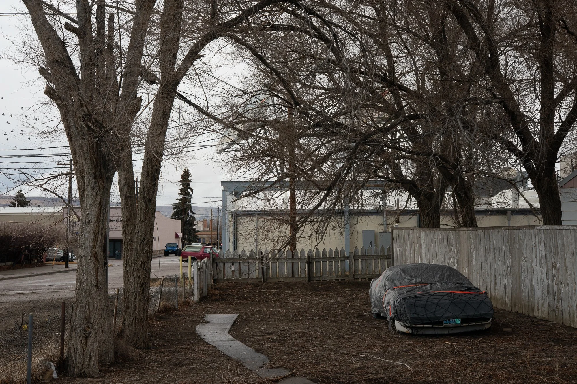 Car covered with tarp in a backyard beneath large leafless trees in Rock Springs Wyoming