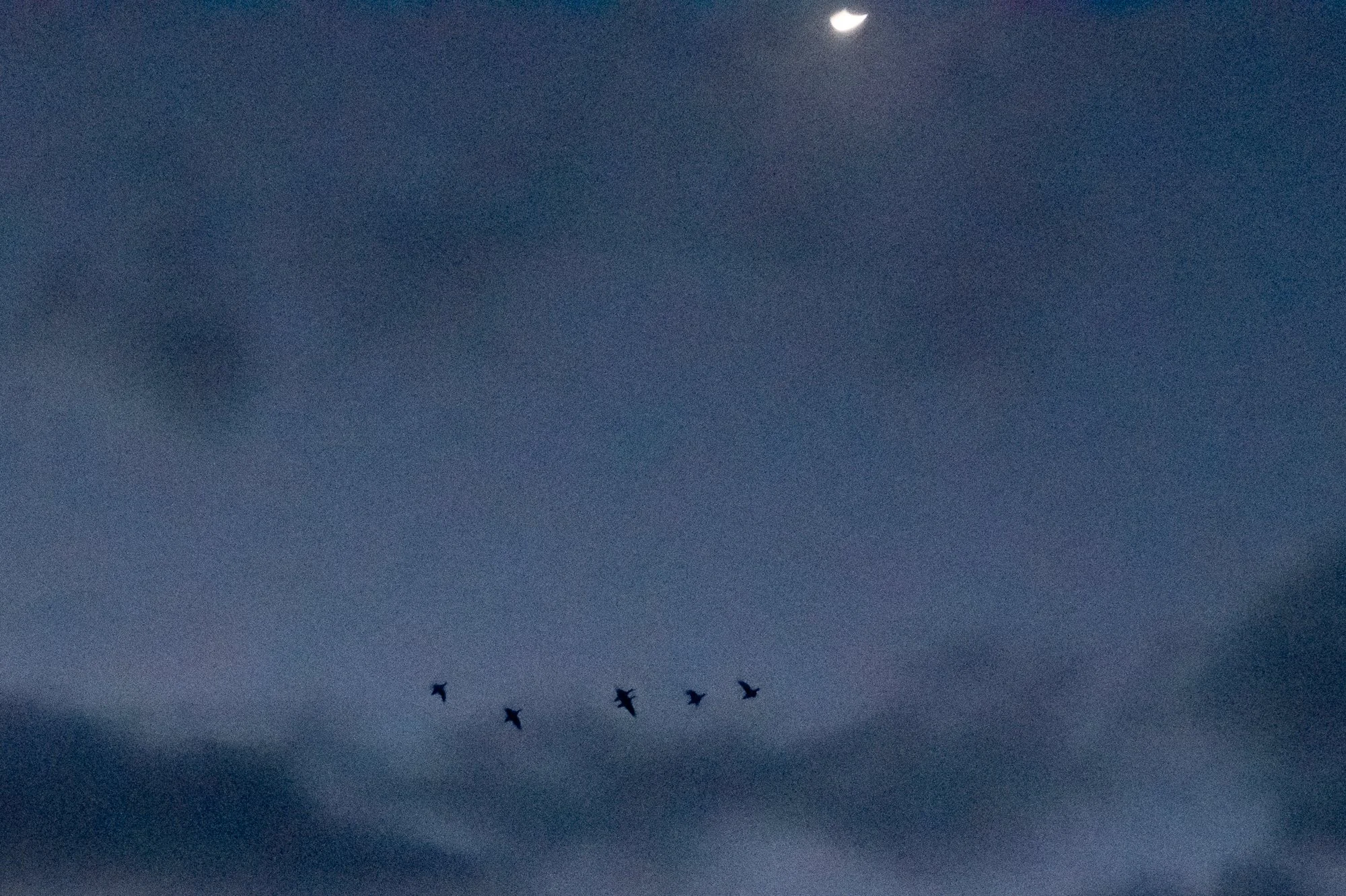 Ducks fly beneath the moon before dawn during duck hunting season in Ontario
