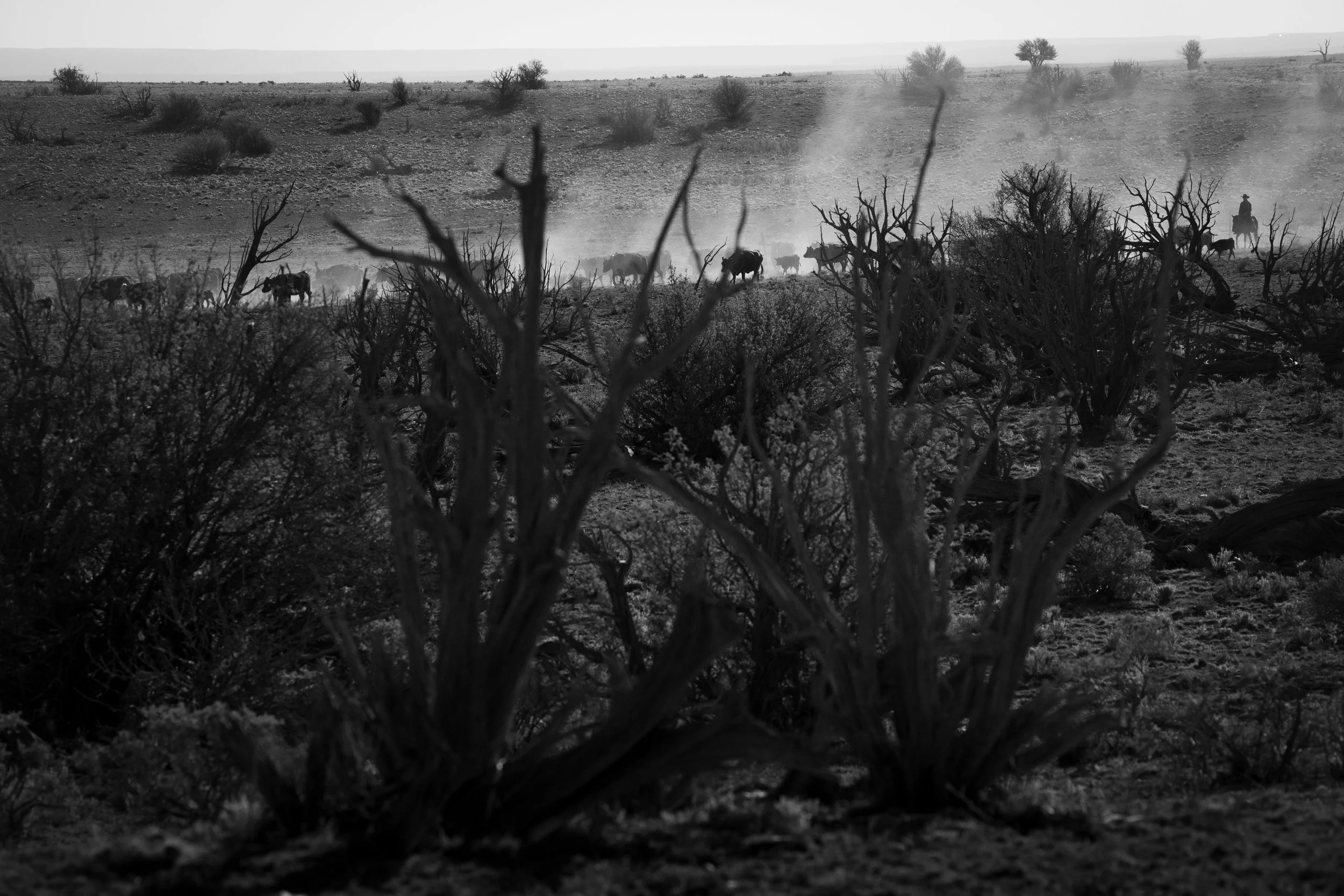 Cowboy moving cattle through dusty ranch country in the American West