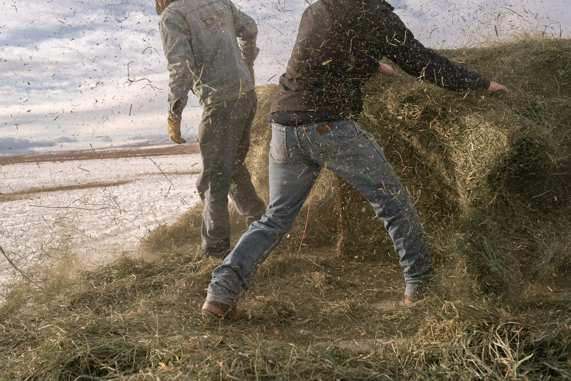 Cowboys stacking loose hay in winter pasture with flying debris and dust during feeding
